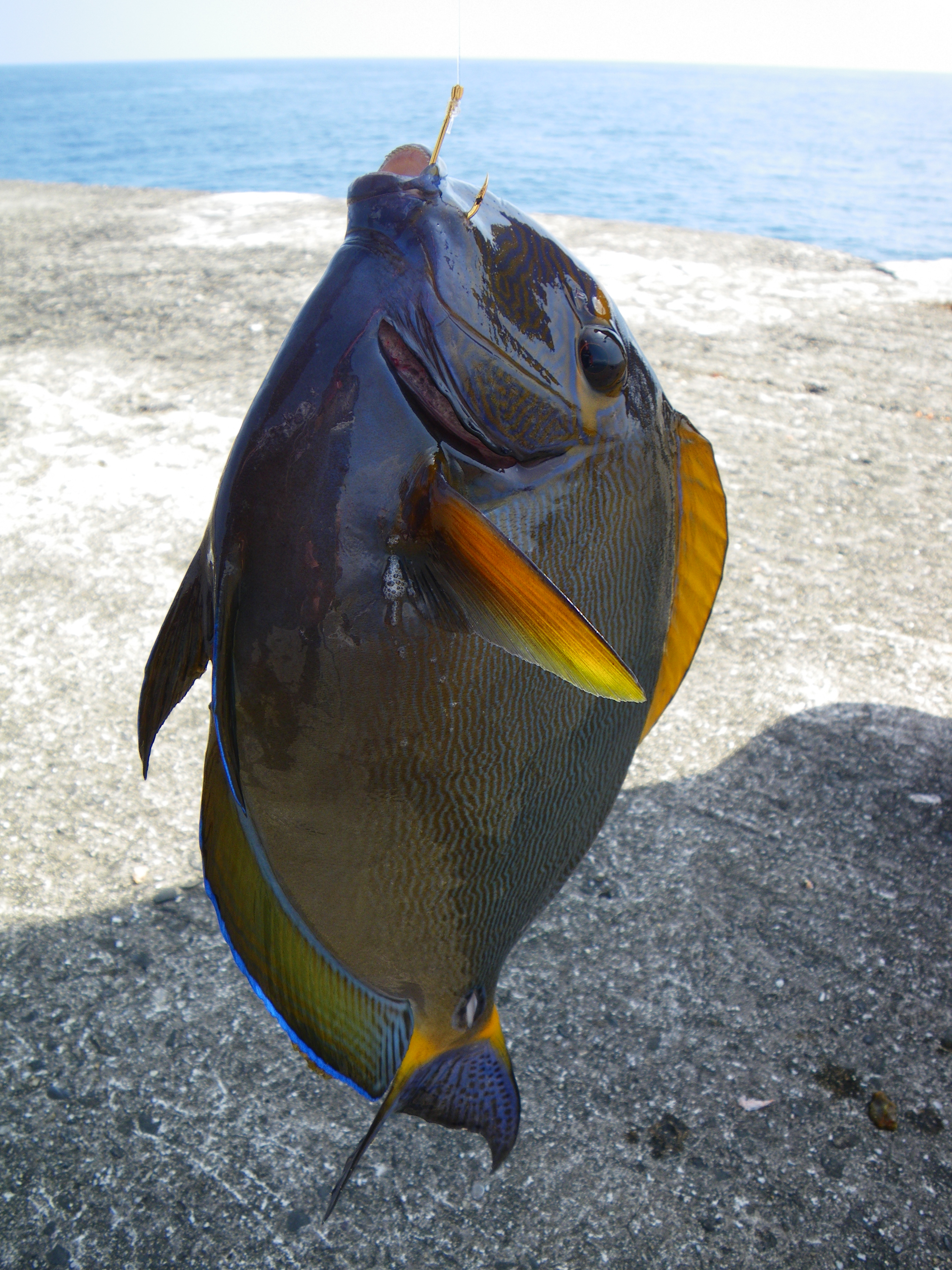 http://greenmessenger-yakushima.com/blog/%E3%81%8D%E3%82%8C%E3%81%84%E3%81%AA%E9%AD%9A%20%282%29.JPG