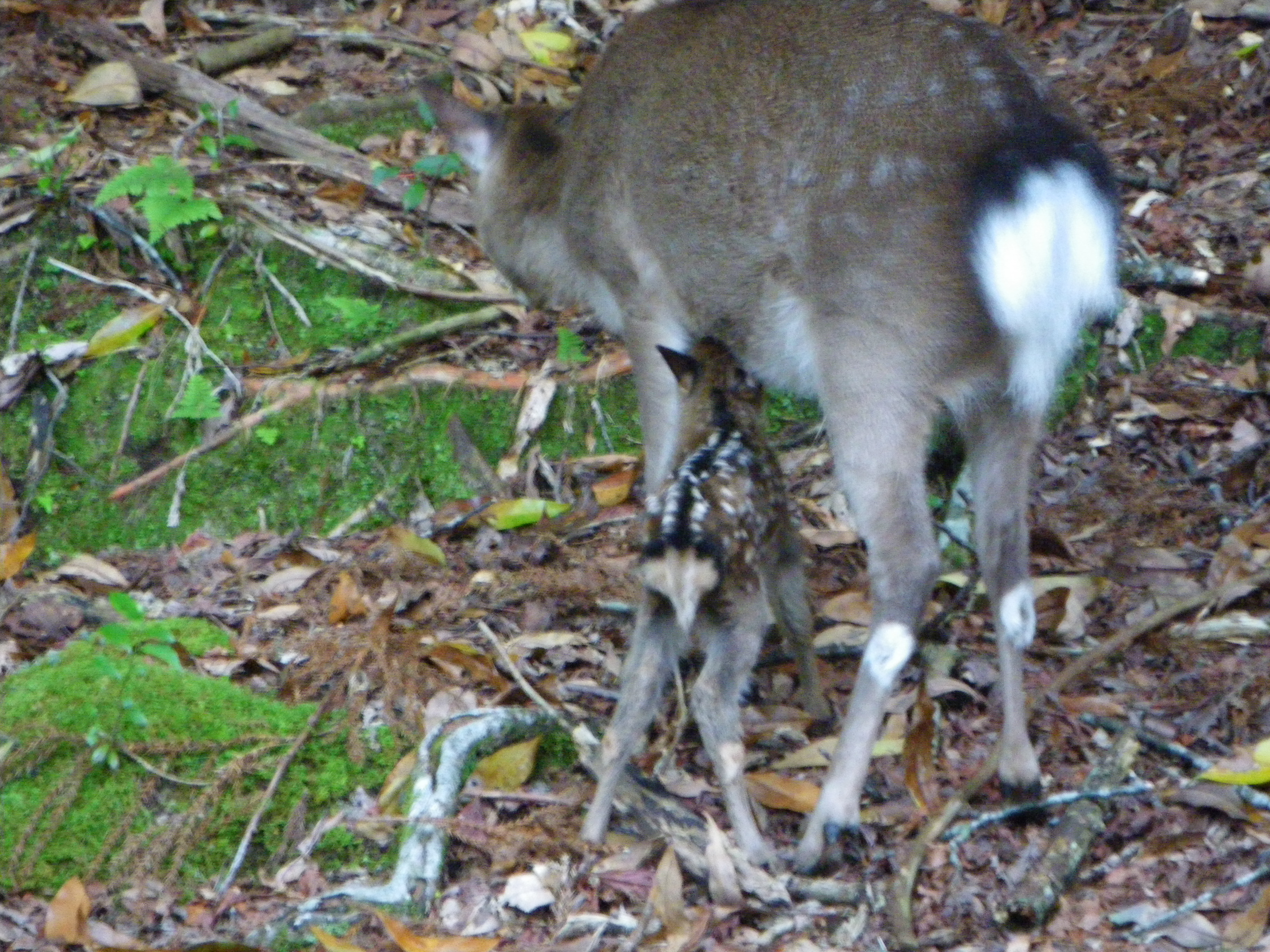 http://greenmessenger-yakushima.com/blog/%E3%81%93%E3%81%98%E3%81%8B.JPG