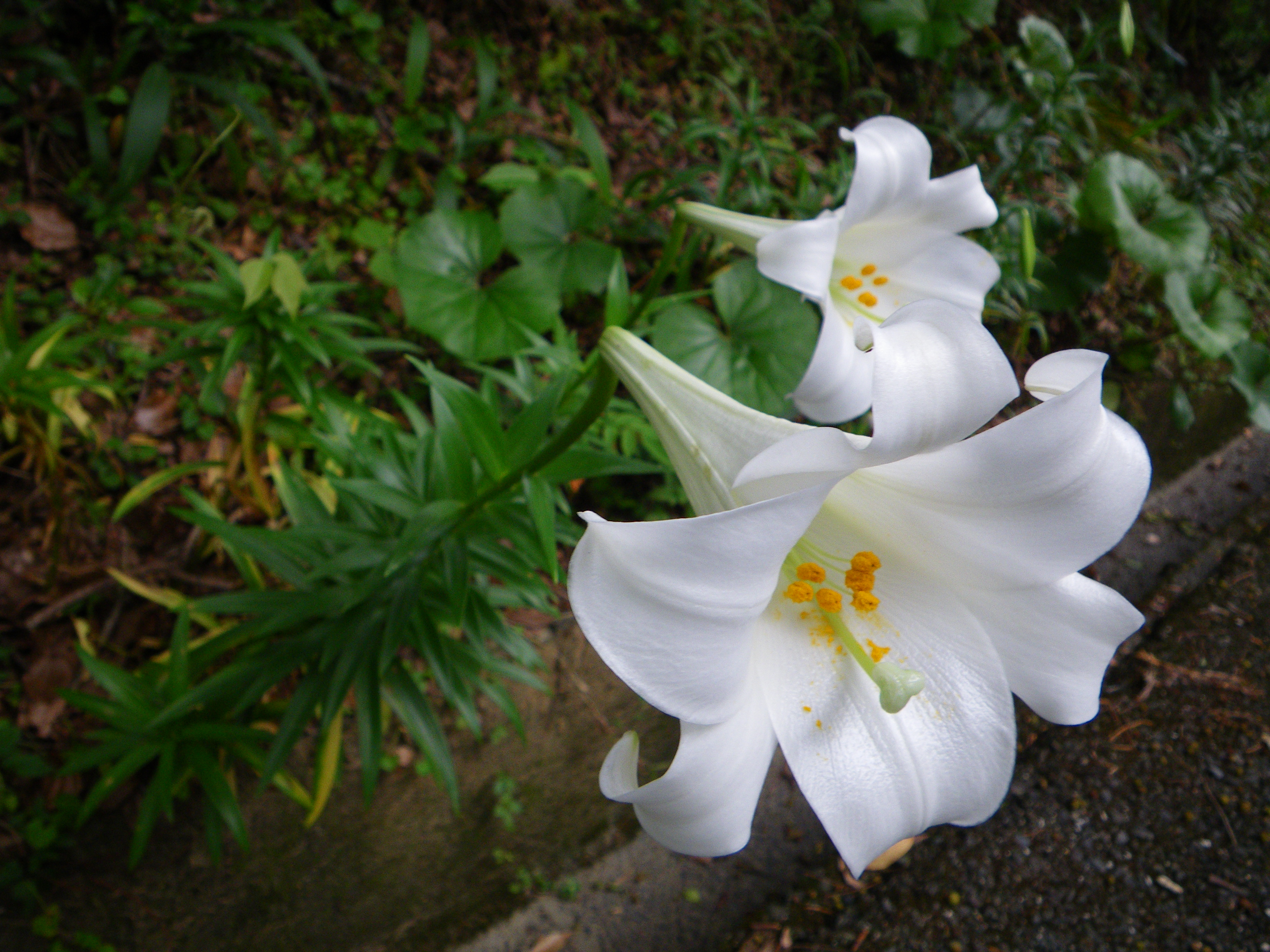 http://greenmessenger-yakushima.com/blog/%E3%82%86%E3%82%8A.JPG