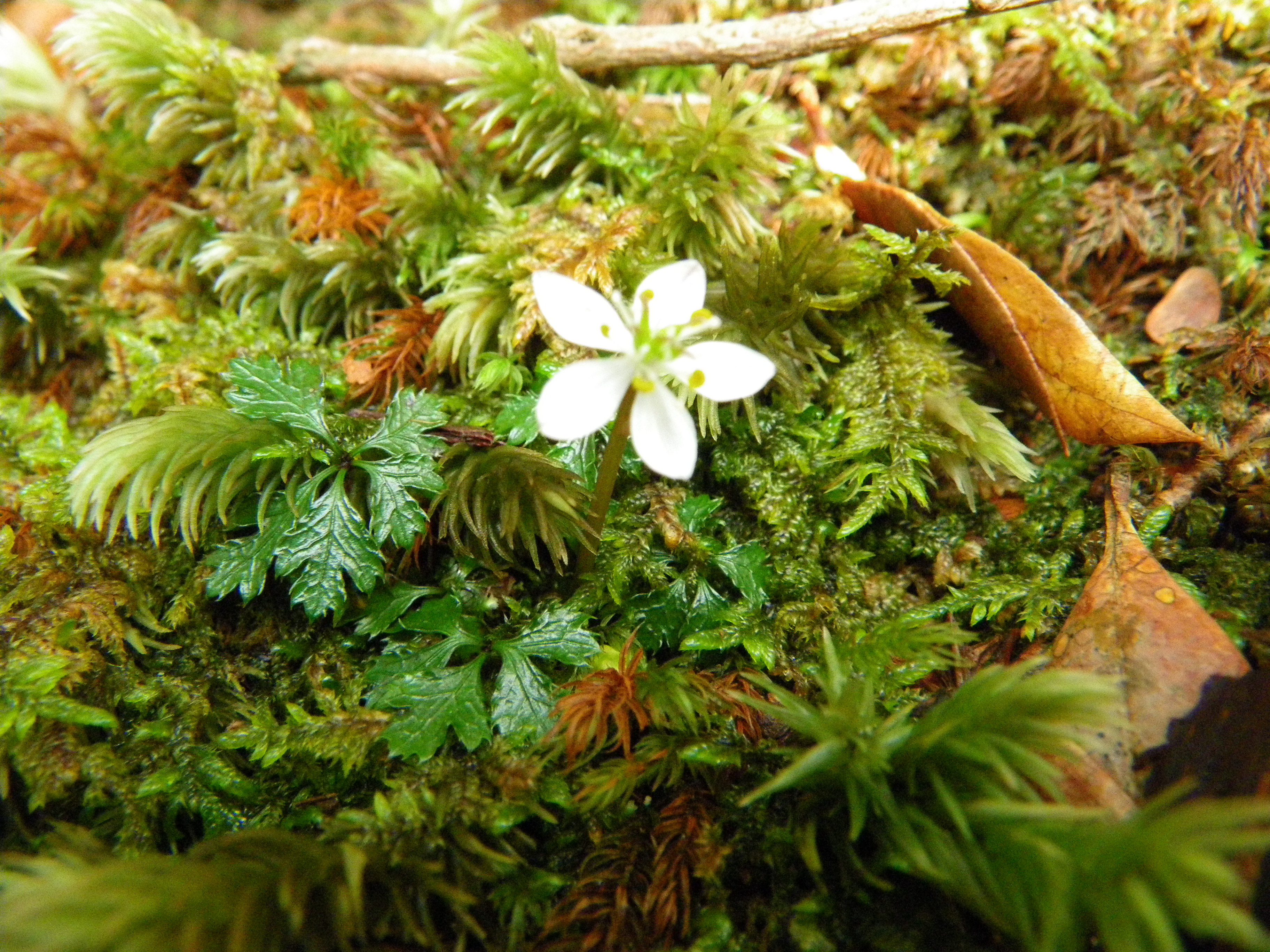 http://greenmessenger-yakushima.com/blog/%E3%82%AA%E3%82%AA%E3%82%B4%E3%82%AB%E3%83%A8%E3%82%A6%E3%82%AA%E3%82%A6%E3%83%AC%E3%83%B3%EF%BC%92.JPG