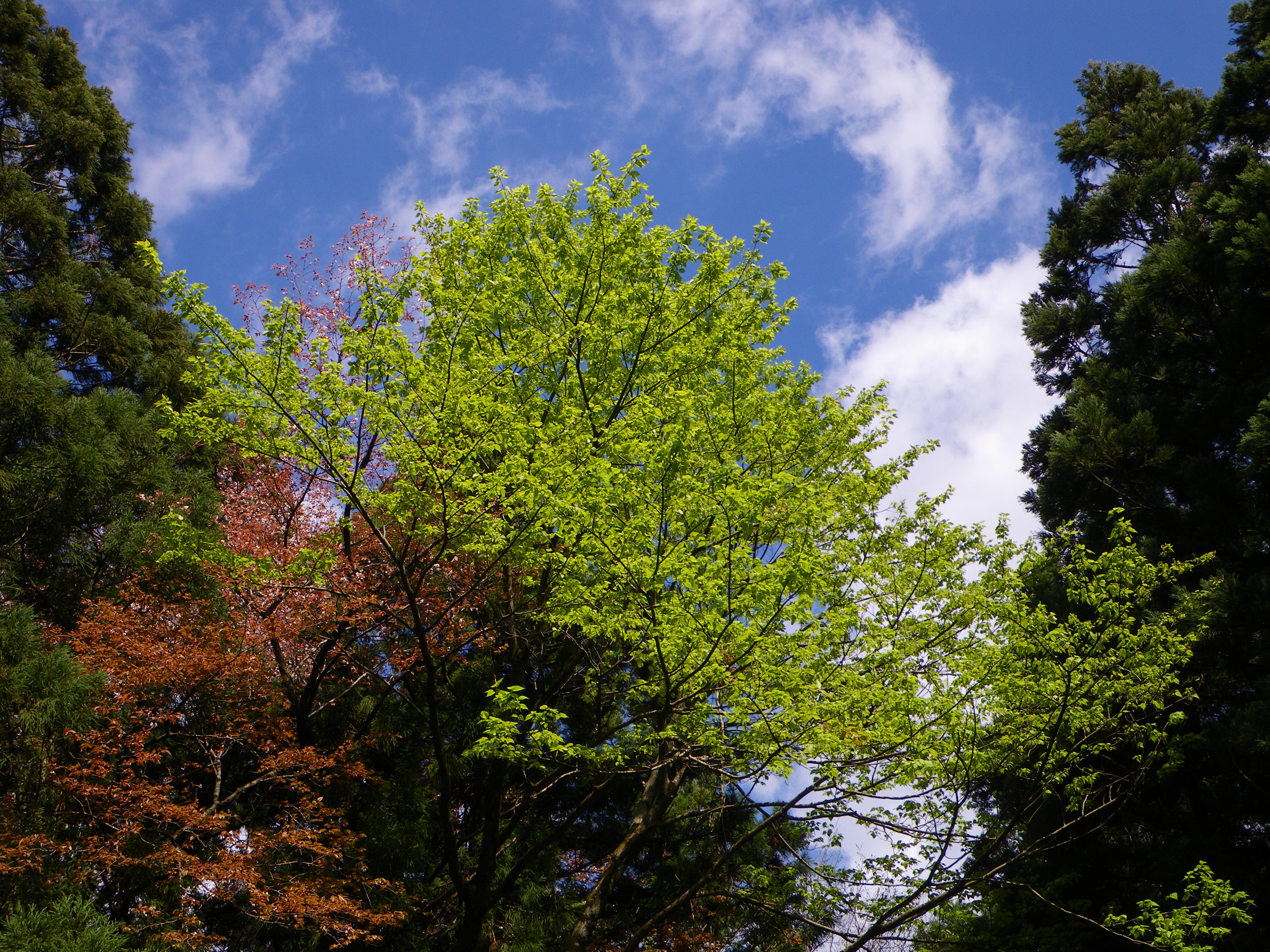 http://greenmessenger-yakushima.com/blog/%E3%82%AD%E3%83%9F%E3%83%89%E3%83%AA.JPG