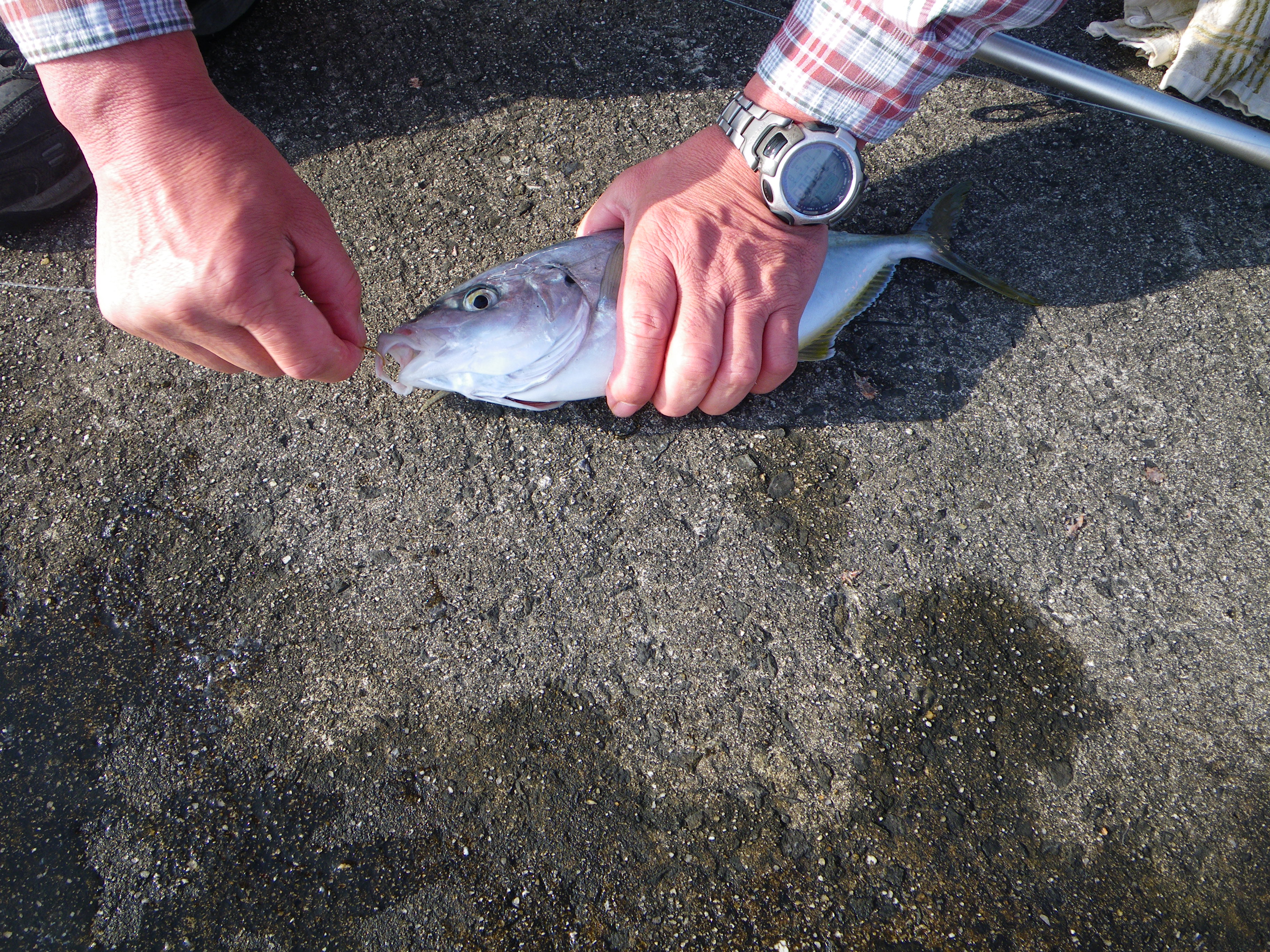 http://greenmessenger-yakushima.com/blog/%E3%82%B7%E3%83%9E%E3%82%A2%E3%82%B8.JPG