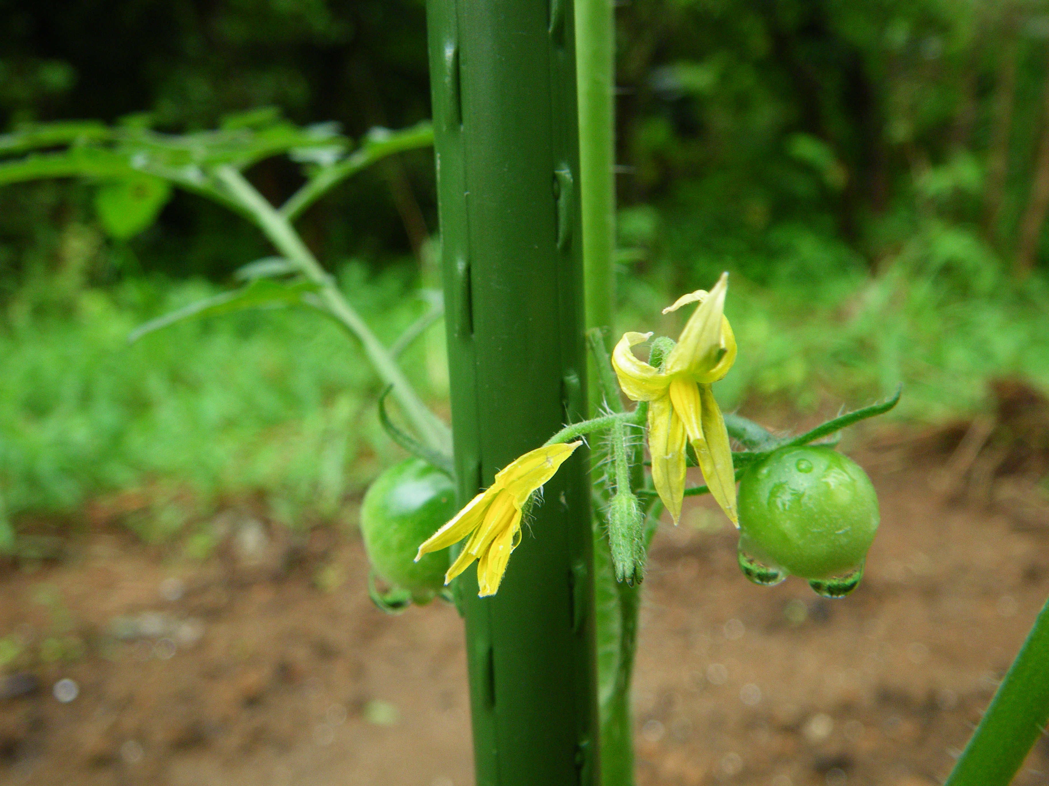 http://greenmessenger-yakushima.com/blog/%E3%83%88%E3%83%9E%E3%83%88.JPG