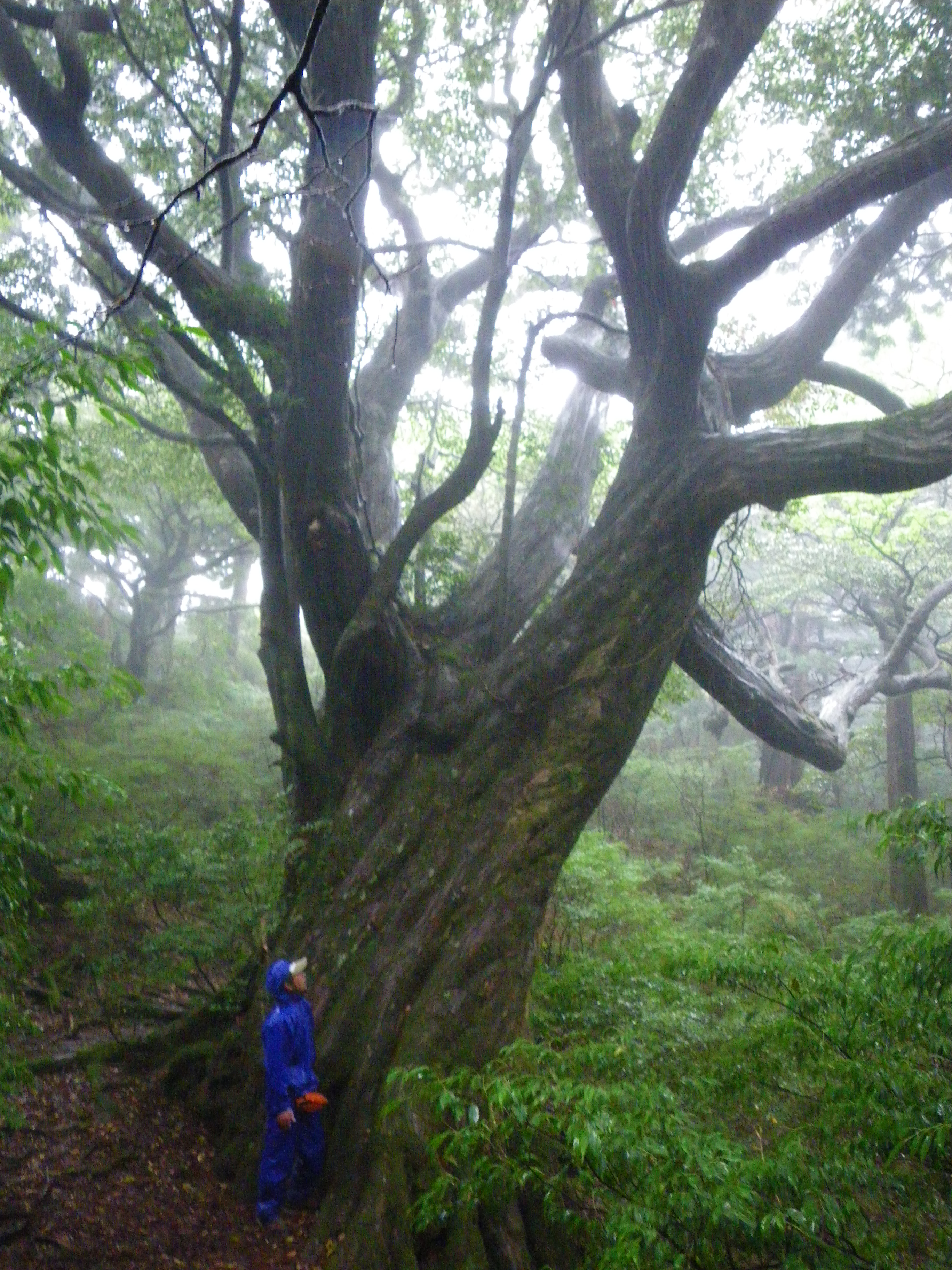 http://greenmessenger-yakushima.com/blog/%E3%83%8F%E3%83%AA%E3%82%AE%E3%83%AA.JPG