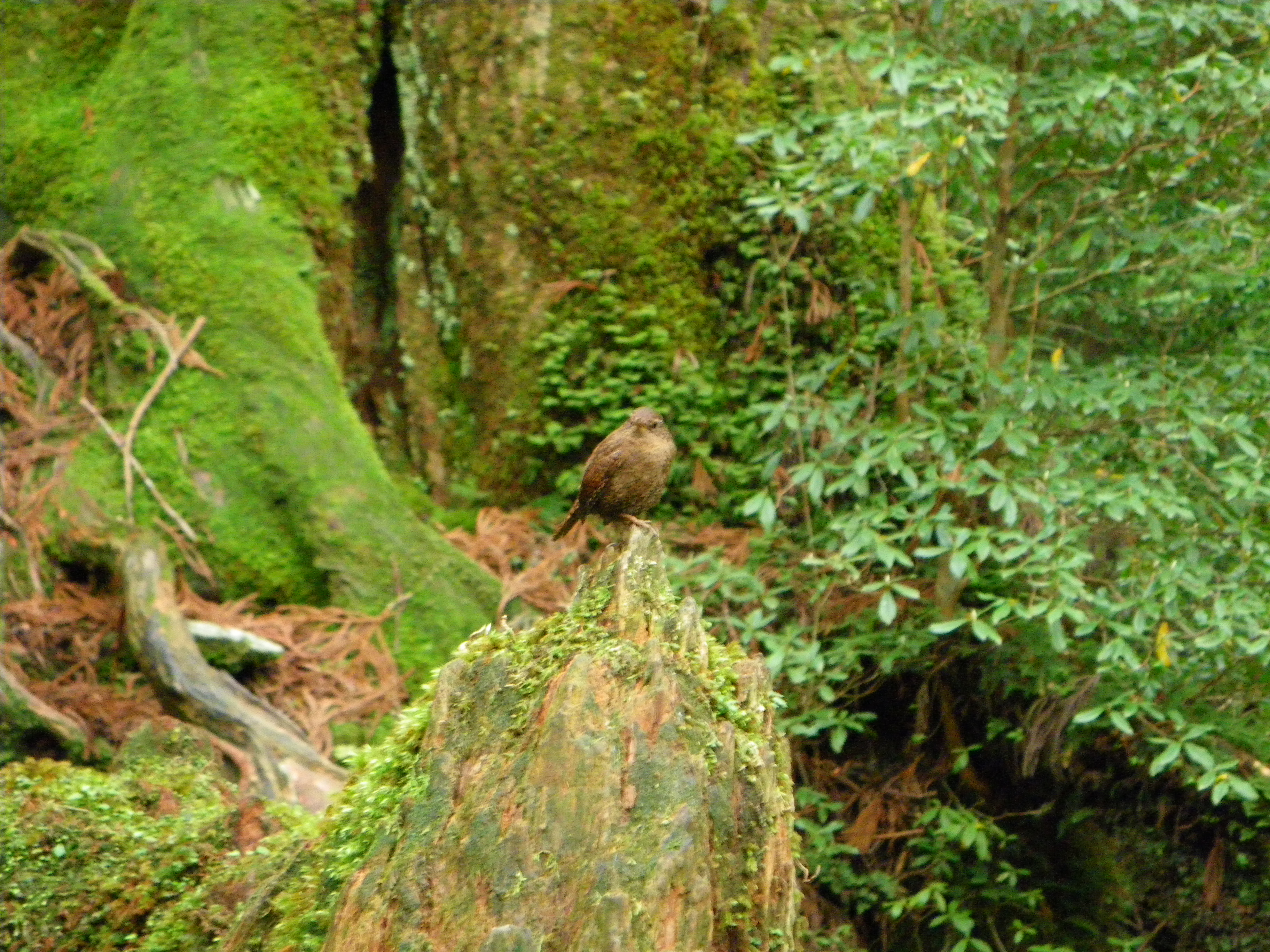 http://greenmessenger-yakushima.com/blog/%E3%83%9F%E3%82%BD%E3%82%B5%E3%82%B6%E3%82%A4.JPG