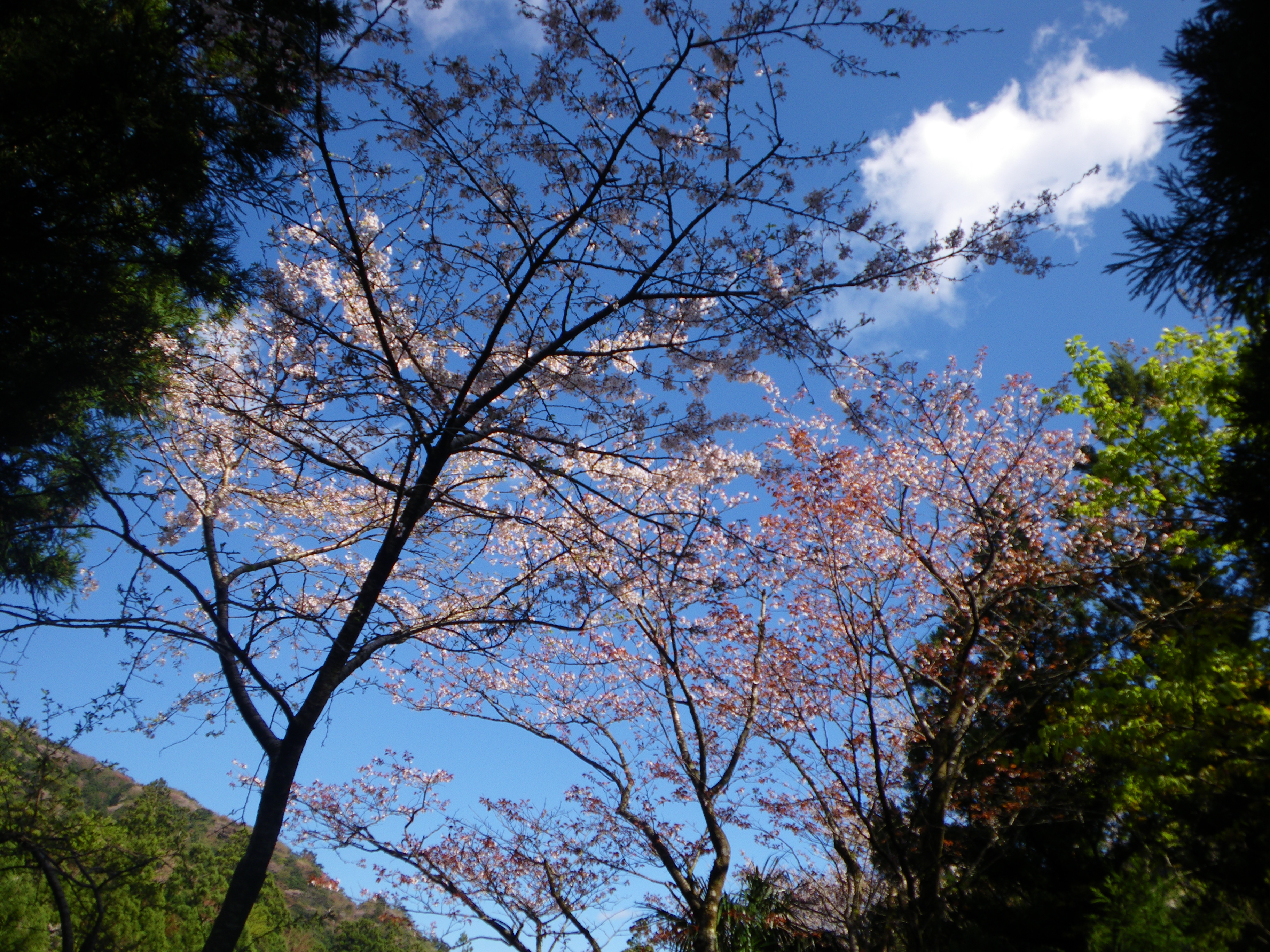 http://greenmessenger-yakushima.com/blog/%E3%83%A4%E3%83%9E%E3%82%B6%E3%82%AF%E3%83%A9.JPG