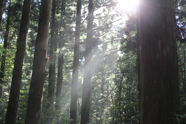 http://greenmessenger-yakushima.com/blog/%E5%85%89%E3%81%8C%E5%B7%AE%E3%81%99%E6%A3%AE.jpg