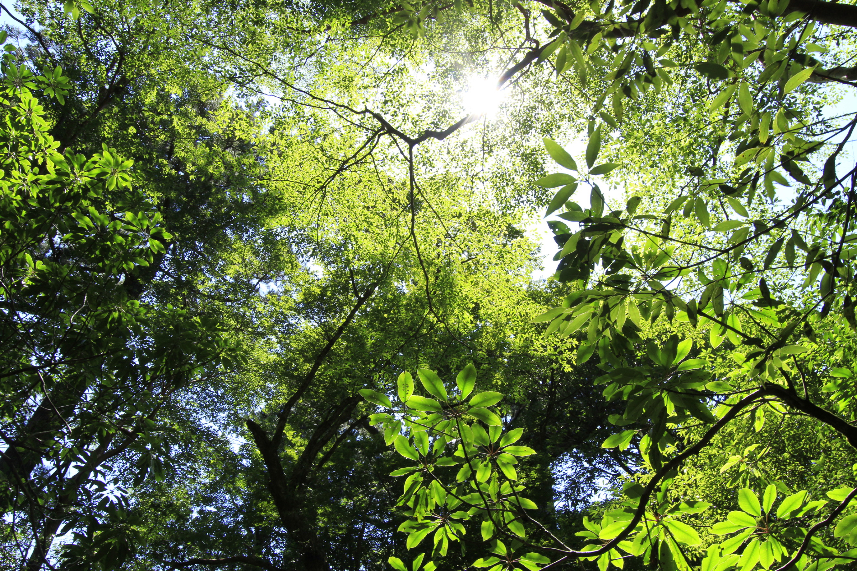 http://greenmessenger-yakushima.com/blog/%E5%A4%89%E6%9B%B4%E6%B8%8800007.JPG