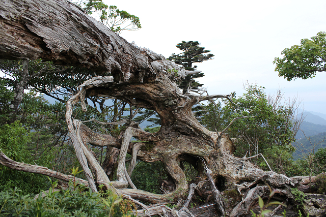 http://greenmessenger-yakushima.com/blog/%E6%9C%A8%20%283%29.jpg