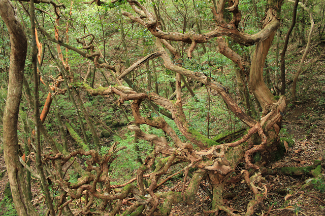 http://greenmessenger-yakushima.com/blog/%E6%9C%A8%20%284%29.jpg