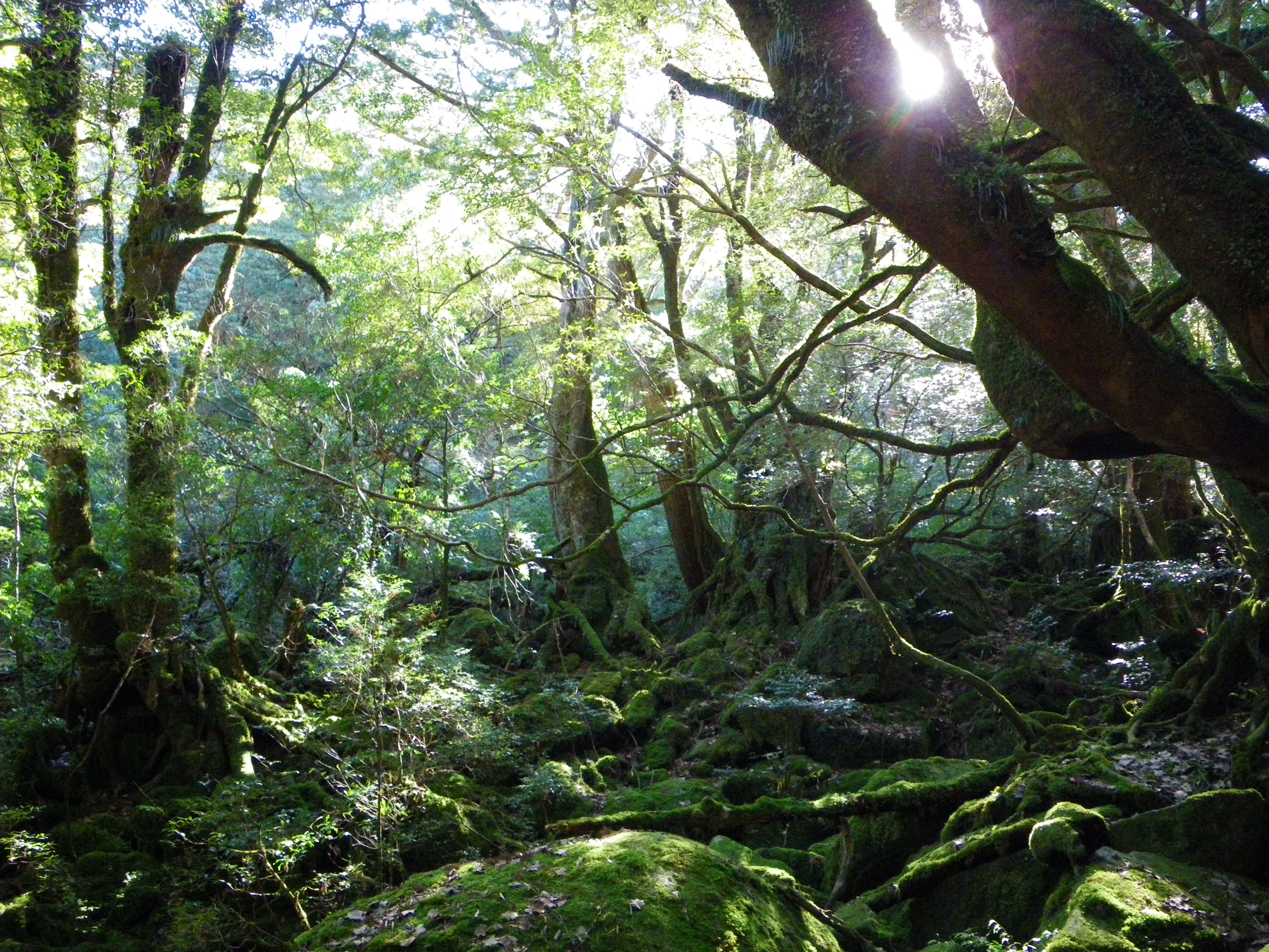 http://greenmessenger-yakushima.com/blog/%E6%A3%AE%E6%9E%97.JPG