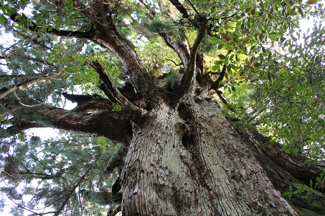 http://greenmessenger-yakushima.com/blog/%E6%A3%AE7.jpg