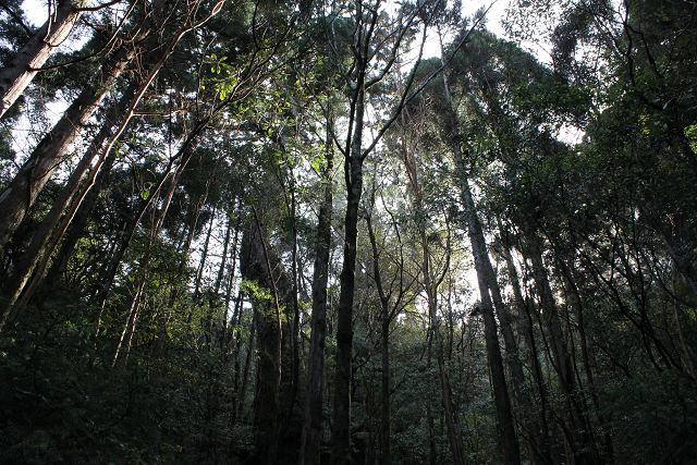 http://greenmessenger-yakushima.com/blog/%E6%A3%AE8.jpg