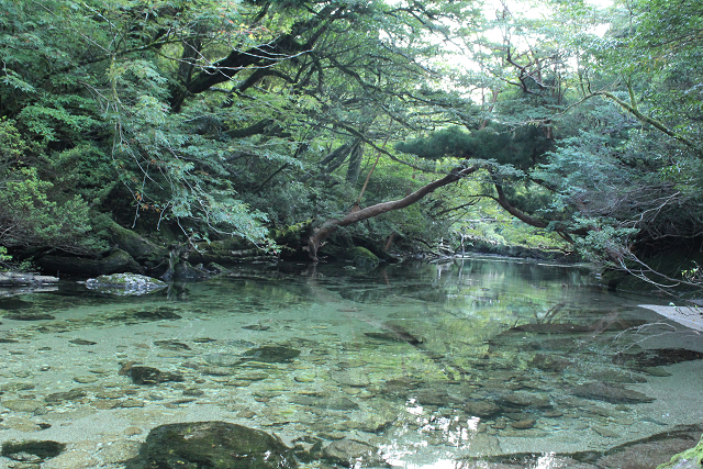 http://greenmessenger-yakushima.com/blog/%E6%B7%80%E5%B7%9D.jpg