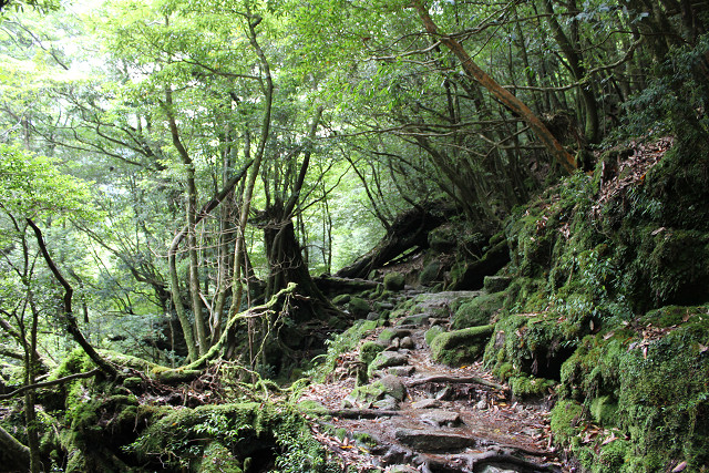 http://greenmessenger-yakushima.com/blog/%E7%99%BD%E8%B0%B7.jpg