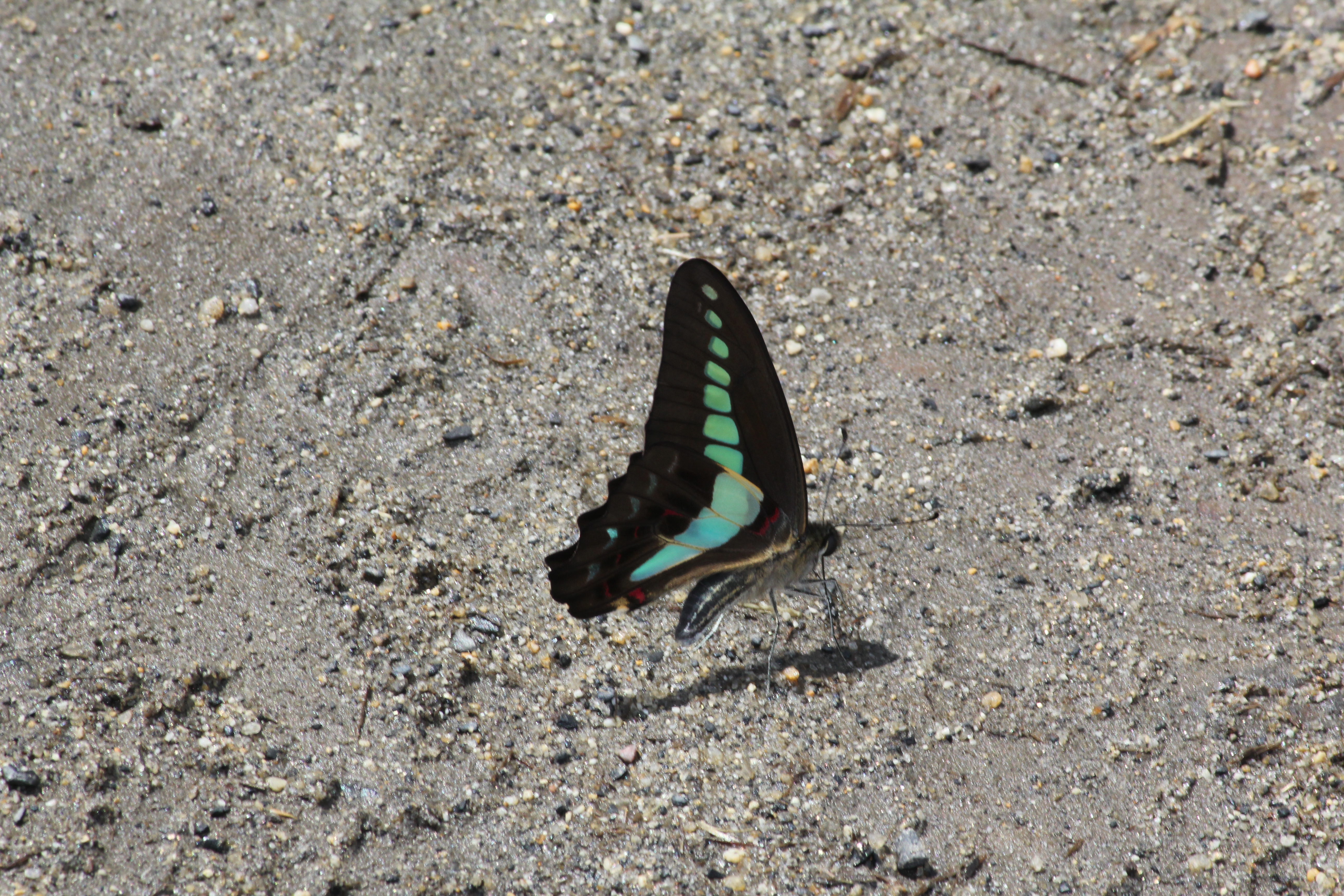 http://greenmessenger-yakushima.com/blog/%E8%9D%B6%EF%BC%95.JPG