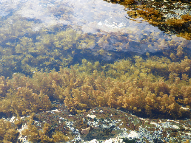 http://greenmessenger-yakushima.com/blog/%E9%87%A3%E3%82%8A%20%283%29.jpg