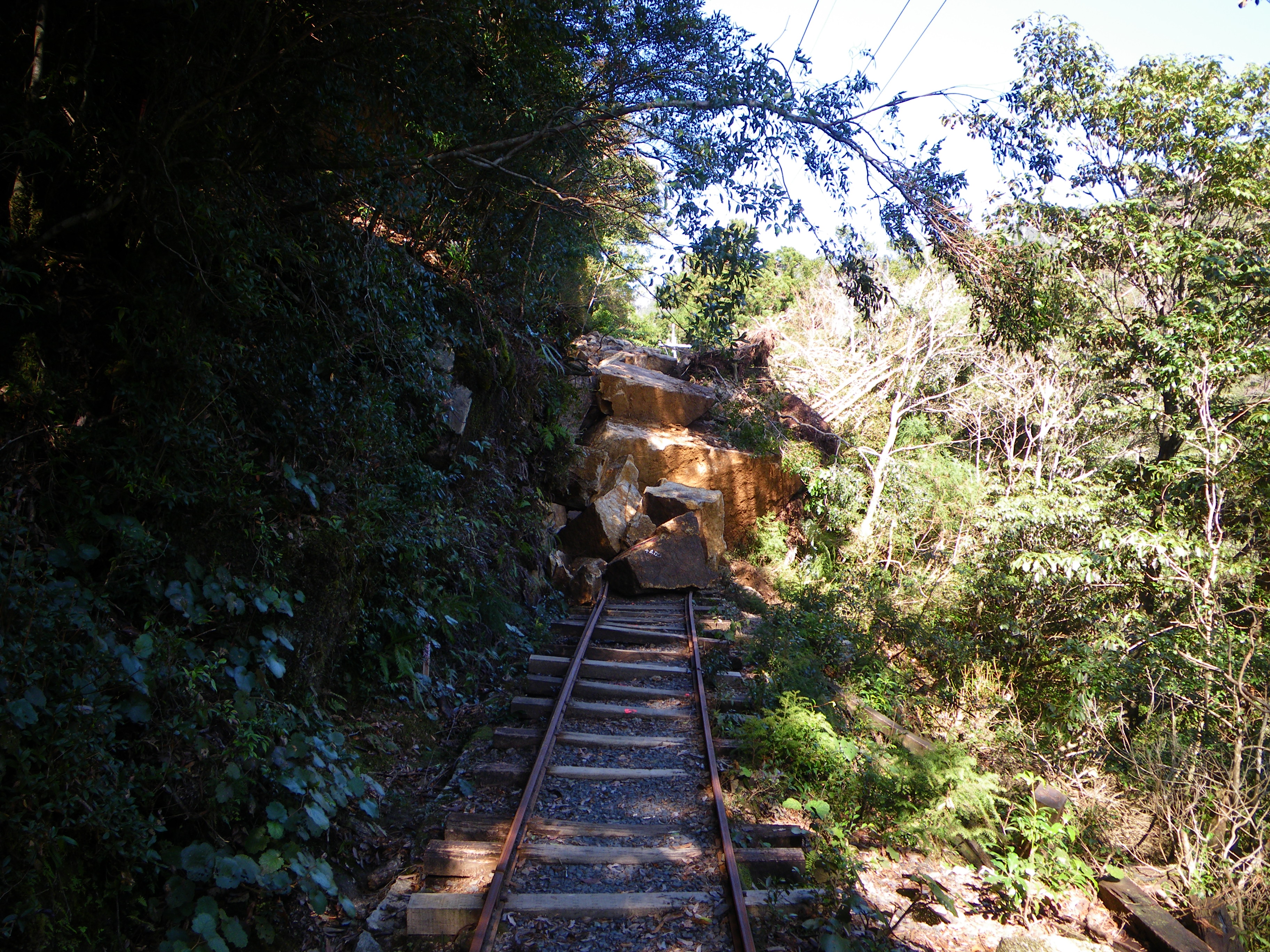 http://greenmessenger-yakushima.com/blog/005.JPG