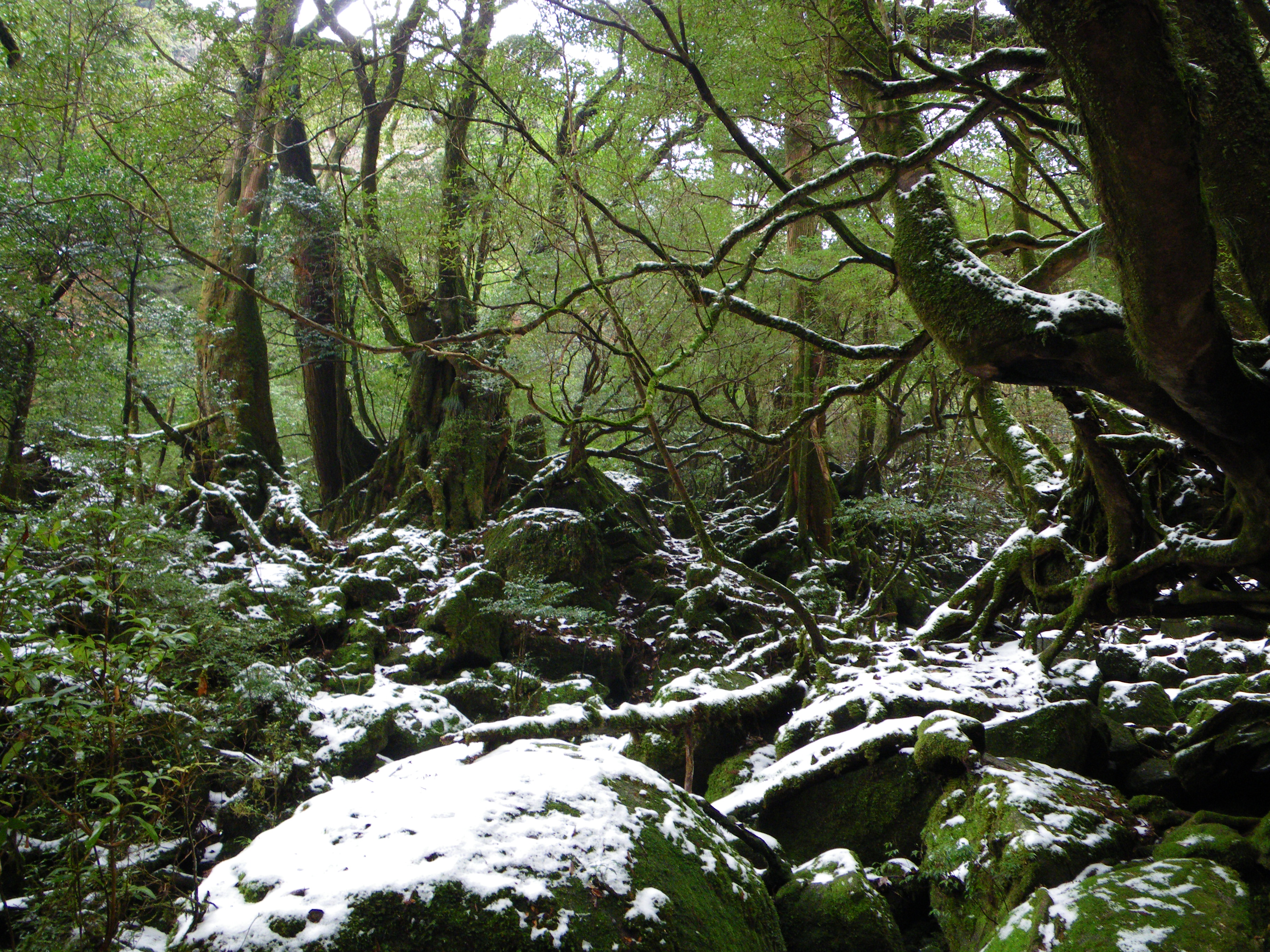 http://greenmessenger-yakushima.com/blog/006.JPG