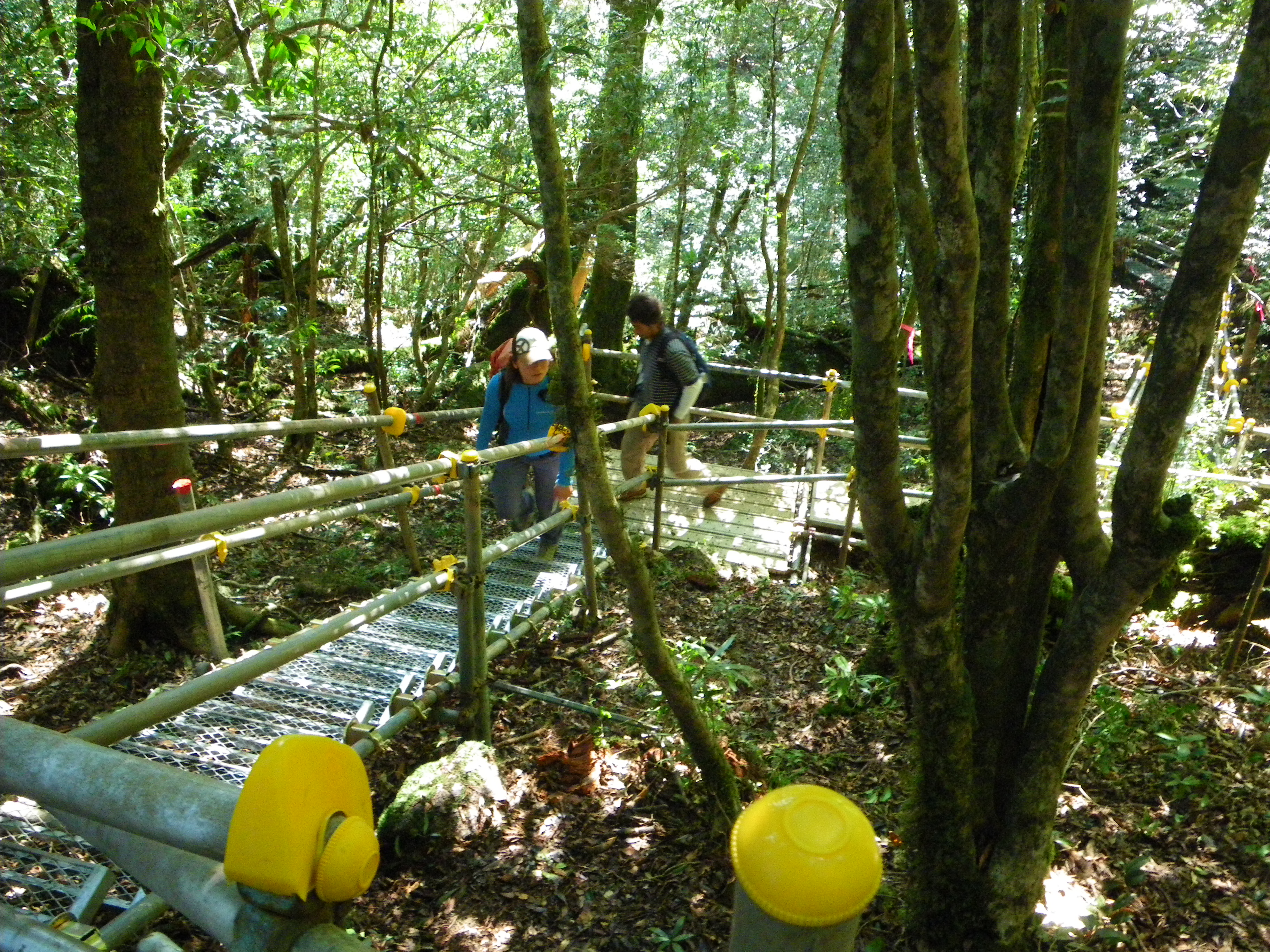 http://greenmessenger-yakushima.com/blog/010.JPG