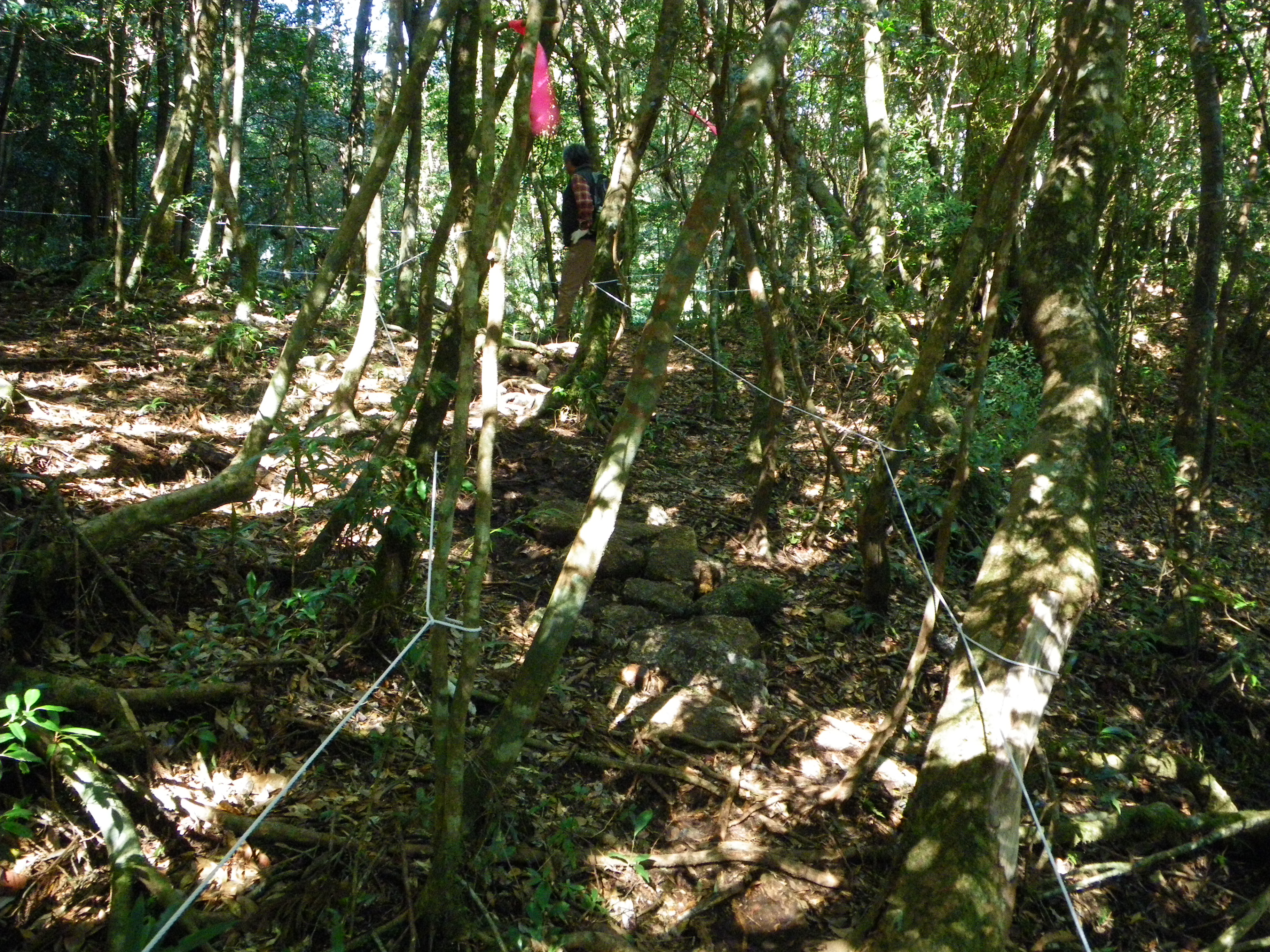 http://greenmessenger-yakushima.com/blog/012.JPG