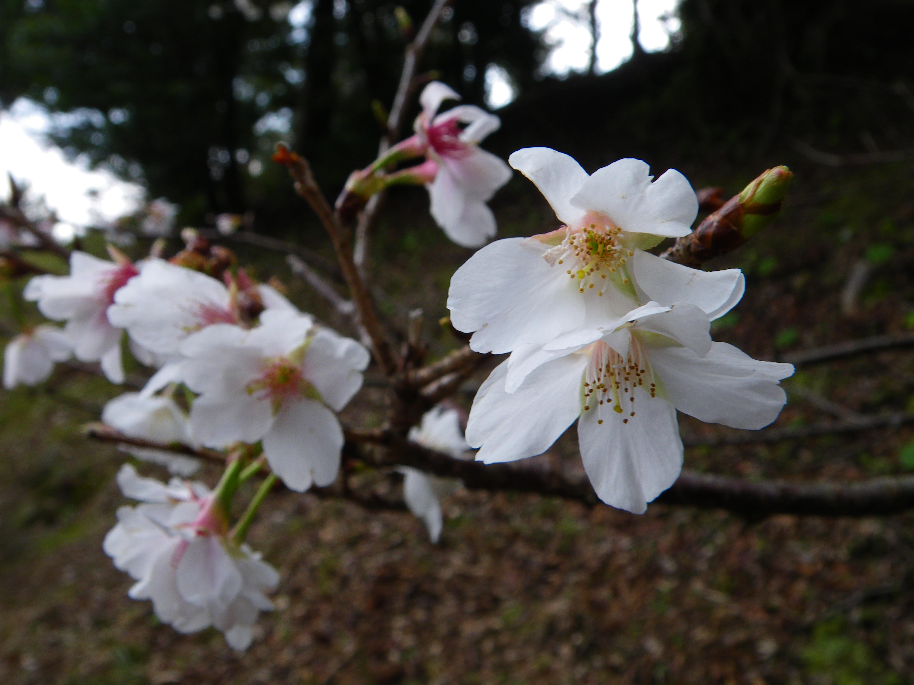 http://greenmessenger-yakushima.com/blog/013.JPG