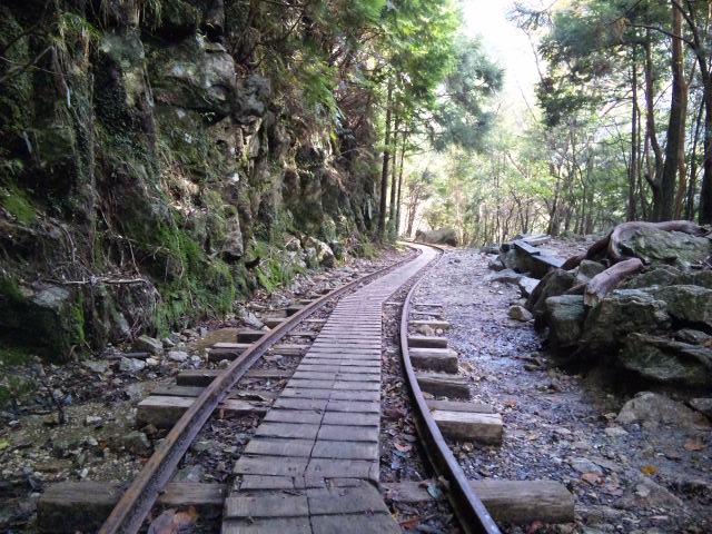 http://greenmessenger-yakushima.com/blog/021.JPG