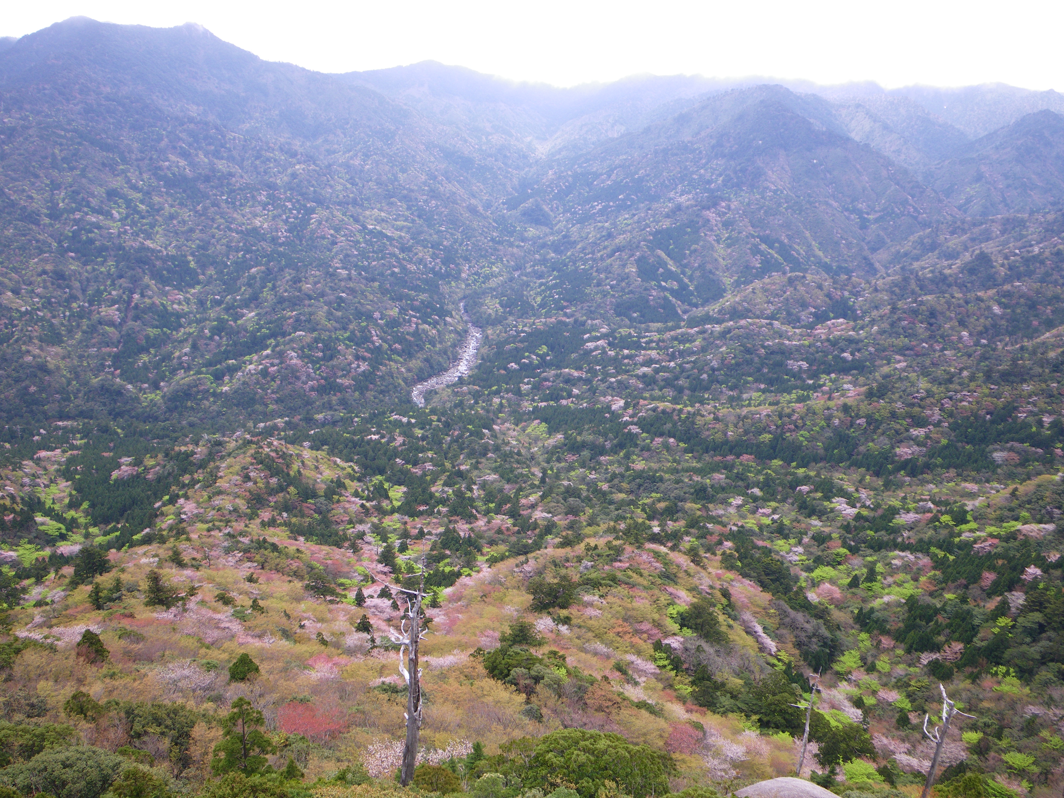 http://greenmessenger-yakushima.com/blog/030.JPG