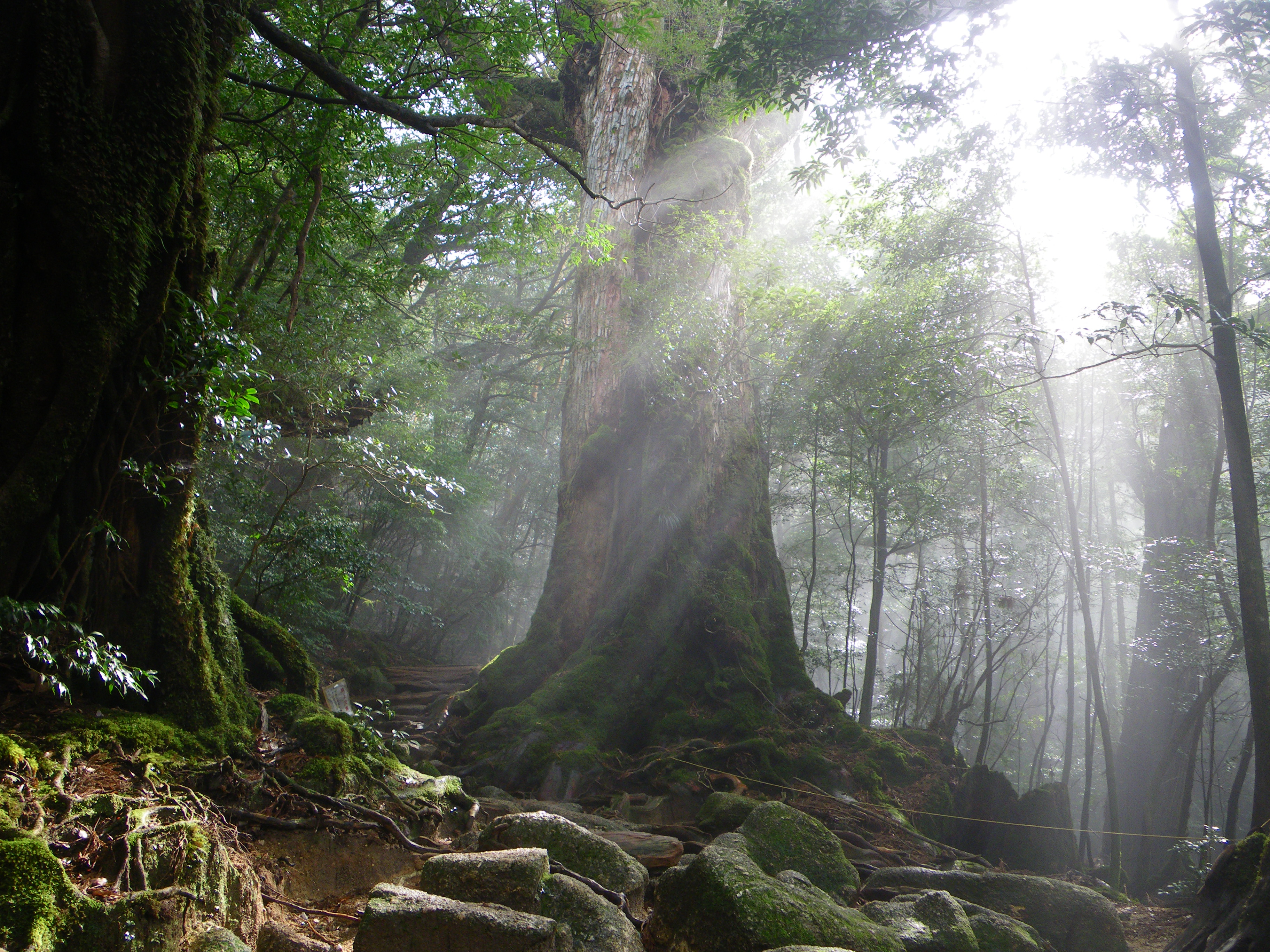 http://greenmessenger-yakushima.com/blog/032.JPG