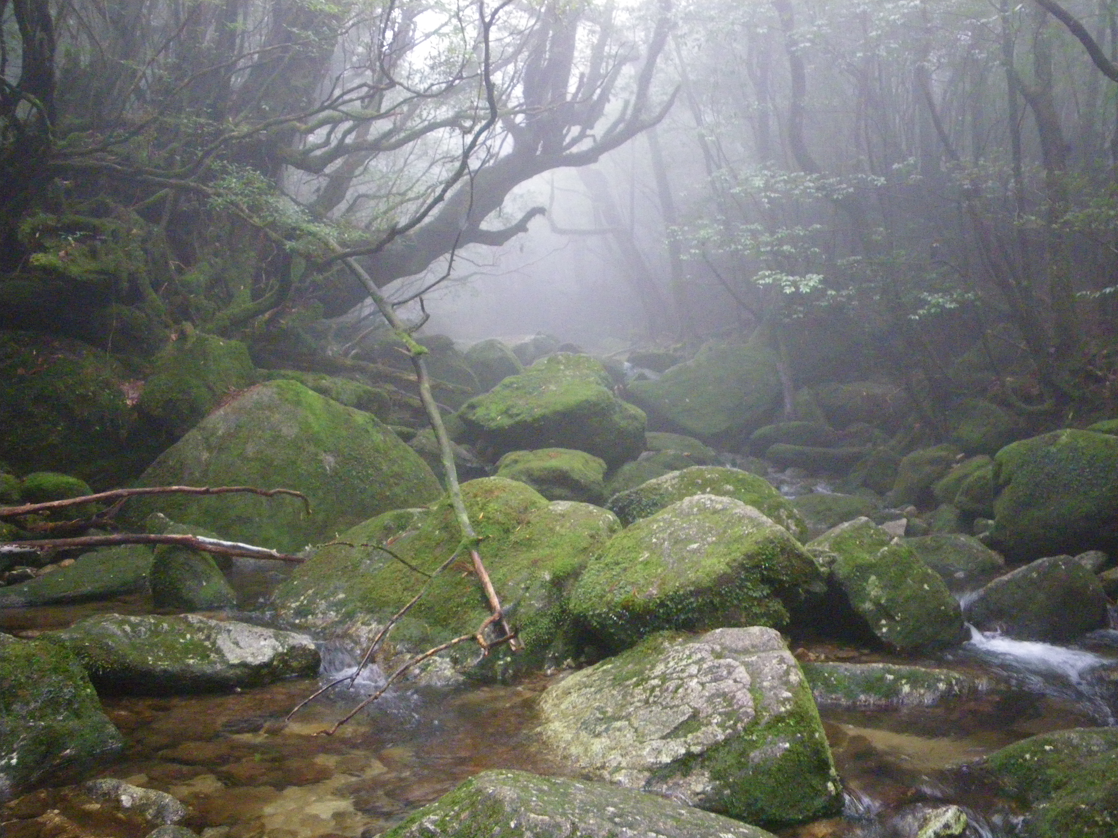 http://greenmessenger-yakushima.com/blog/040.JPG