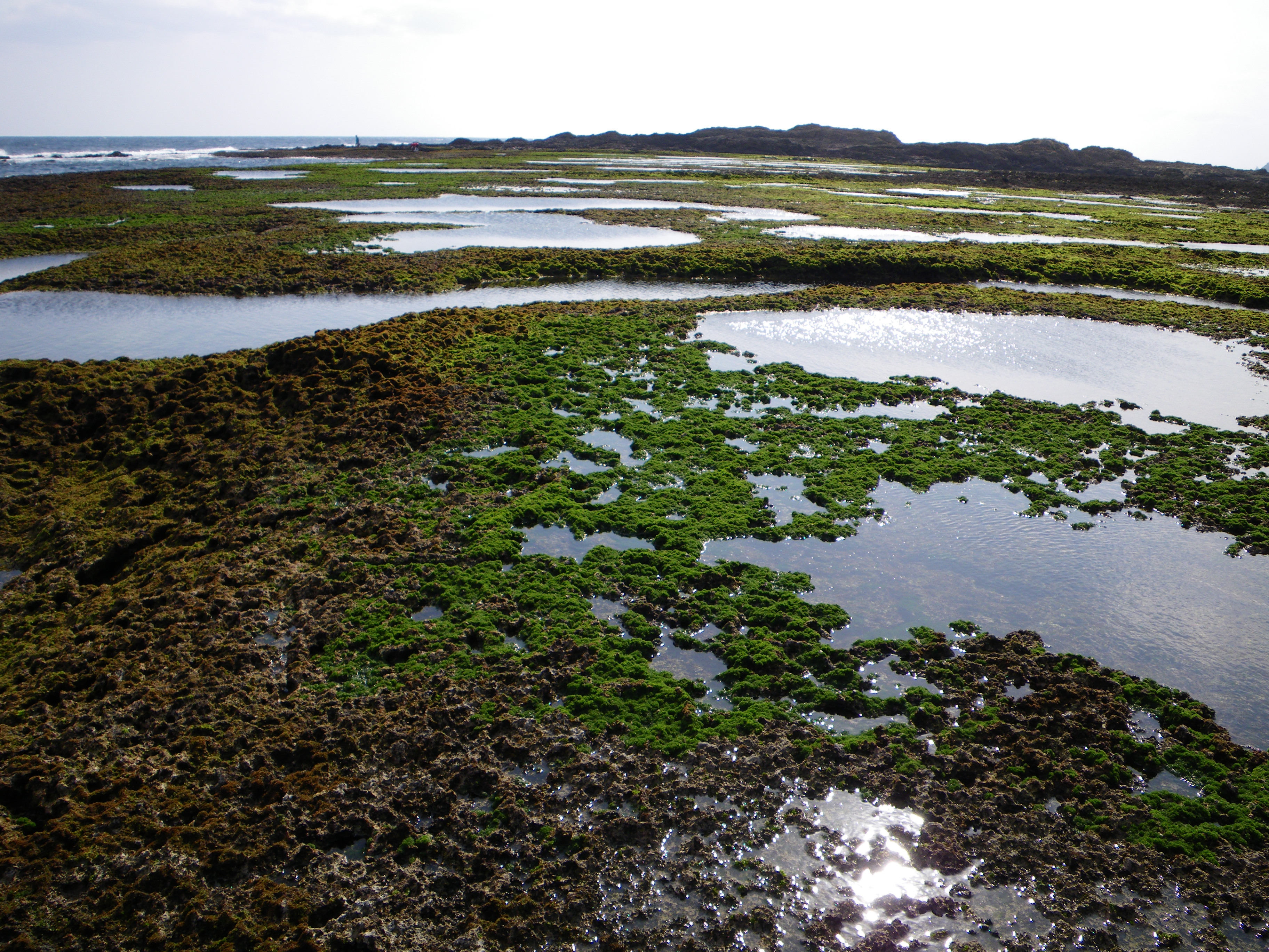 http://greenmessenger-yakushima.com/blog/050.JPG