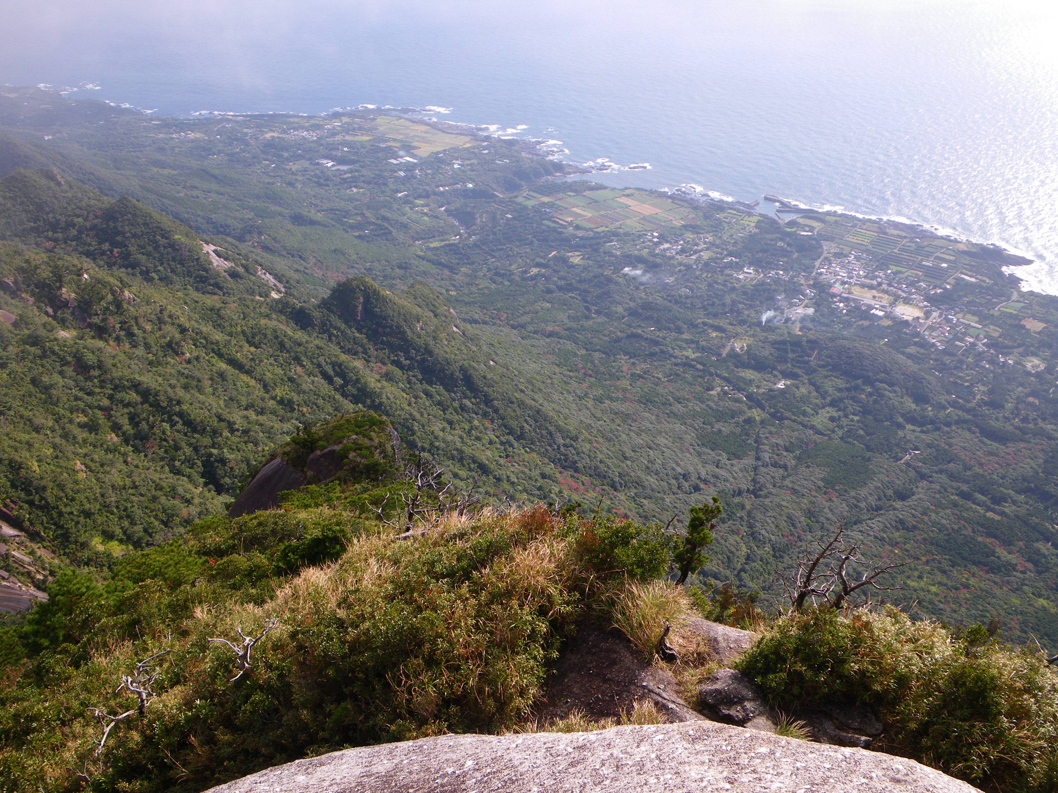 http://greenmessenger-yakushima.com/blog/054.JPG