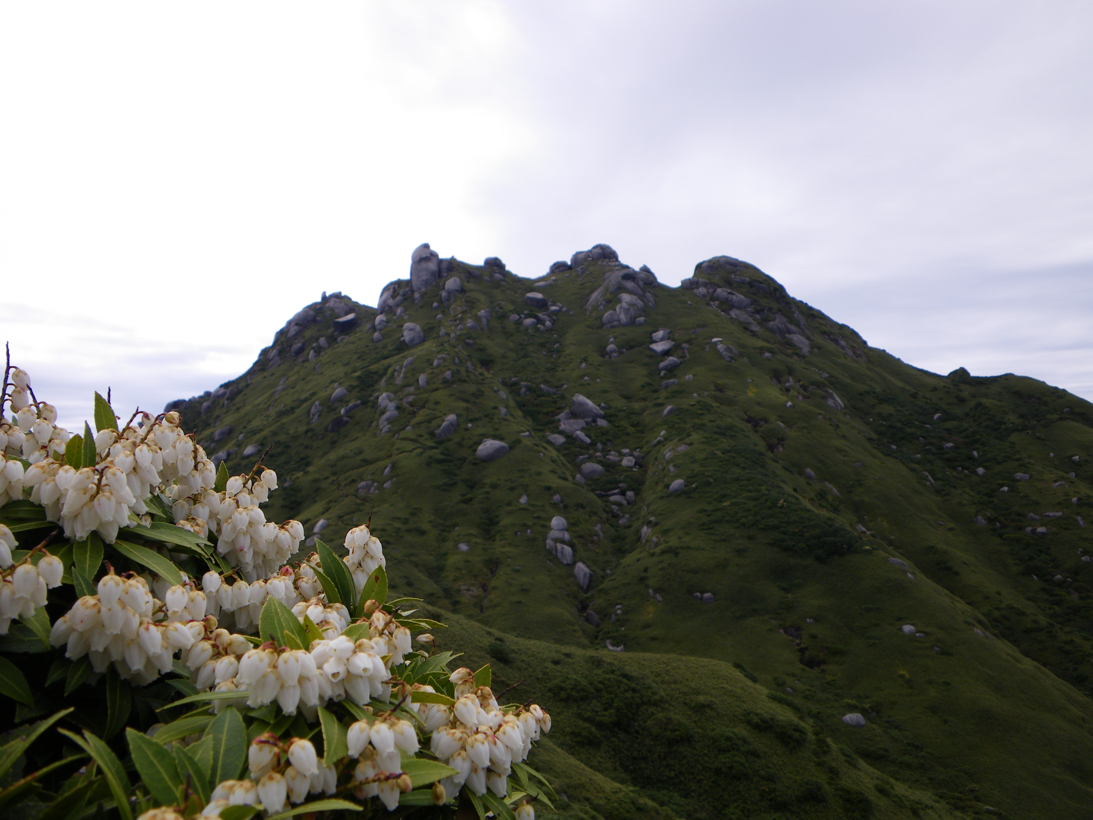 http://greenmessenger-yakushima.com/blog/064.JPG