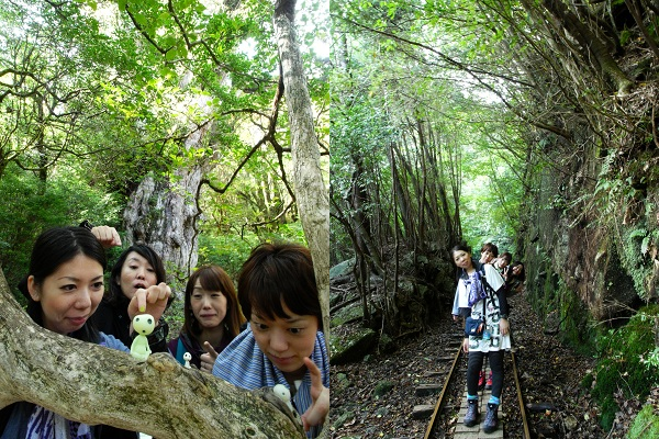 http://greenmessenger-yakushima.com/blog/10212.png