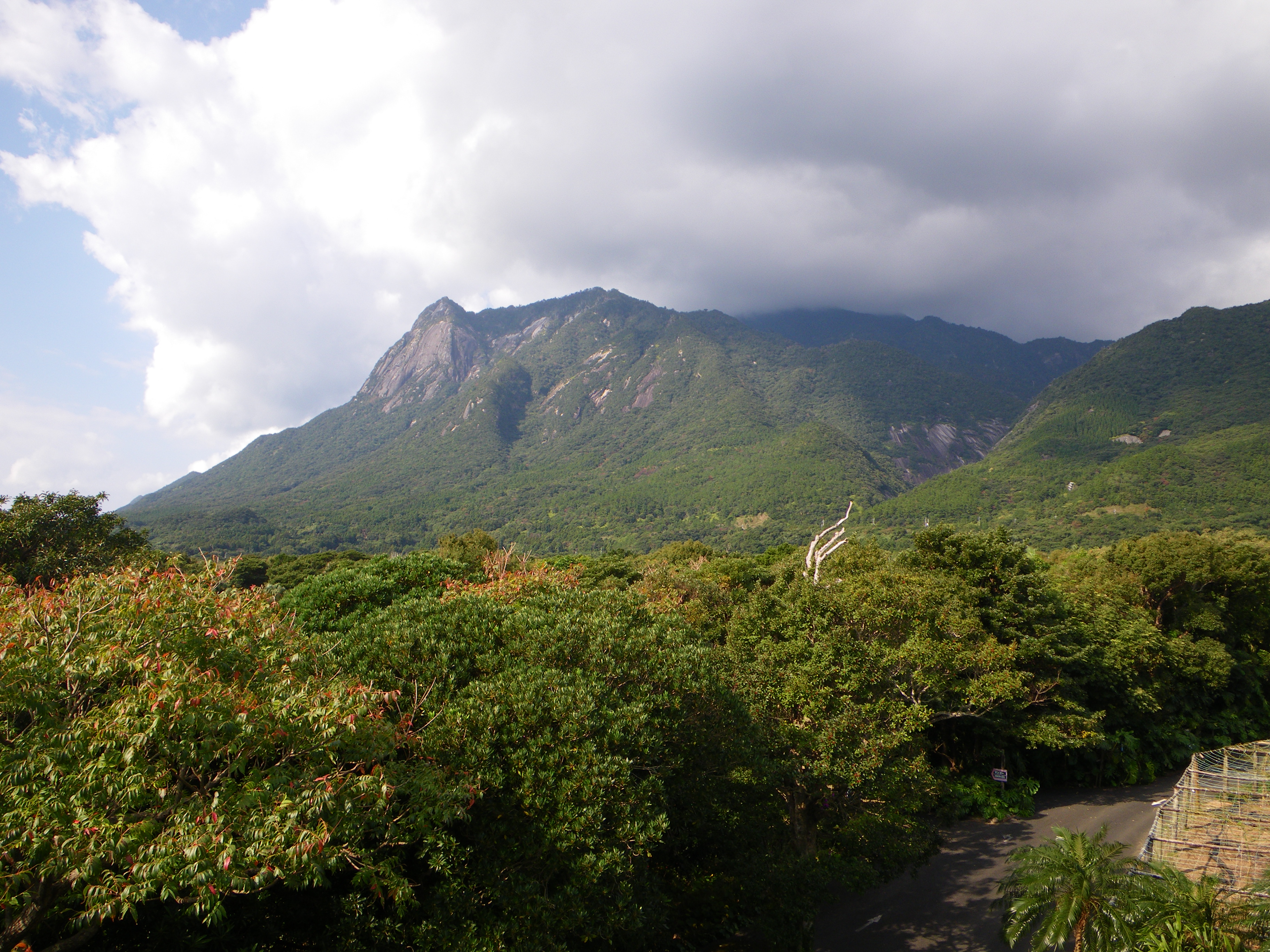 http://greenmessenger-yakushima.com/blog/104.JPG