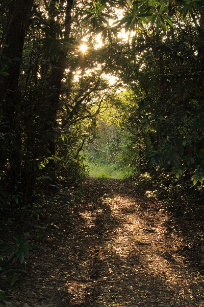 http://greenmessenger-yakushima.com/blog/120.JPG