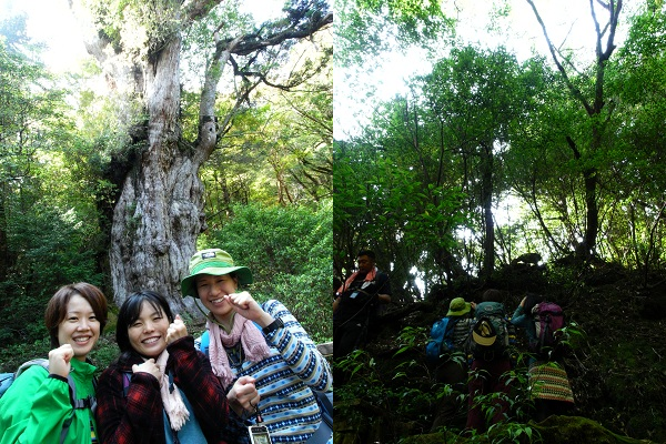 http://greenmessenger-yakushima.com/blog/201210272.png