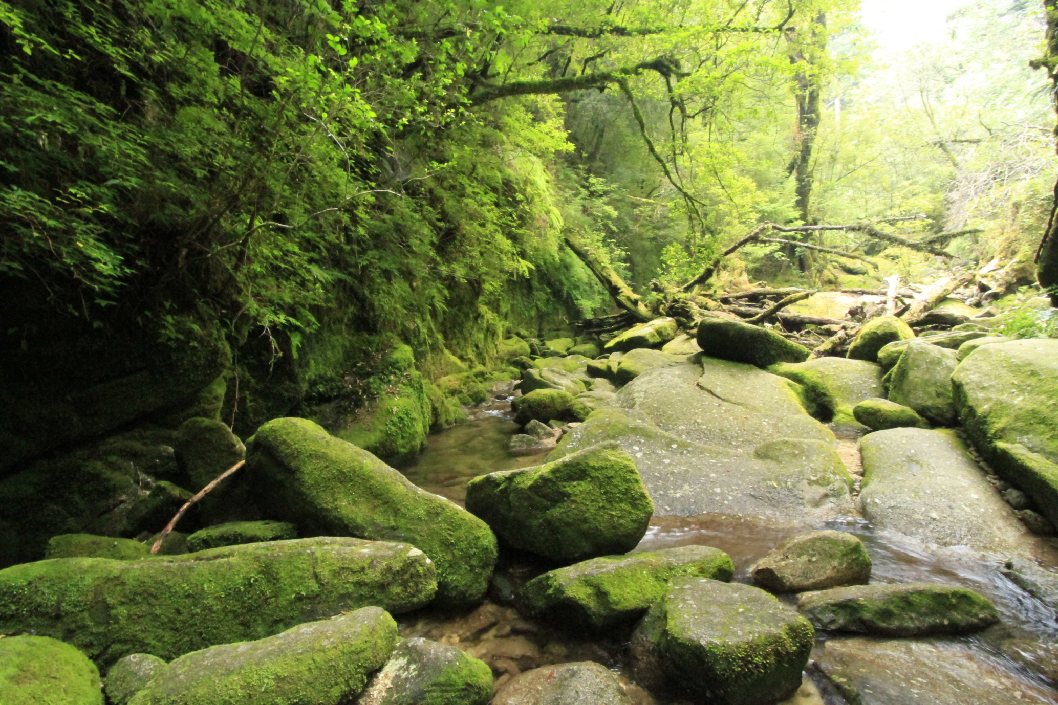 http://greenmessenger-yakushima.com/blog/20130824_0019345.JPG