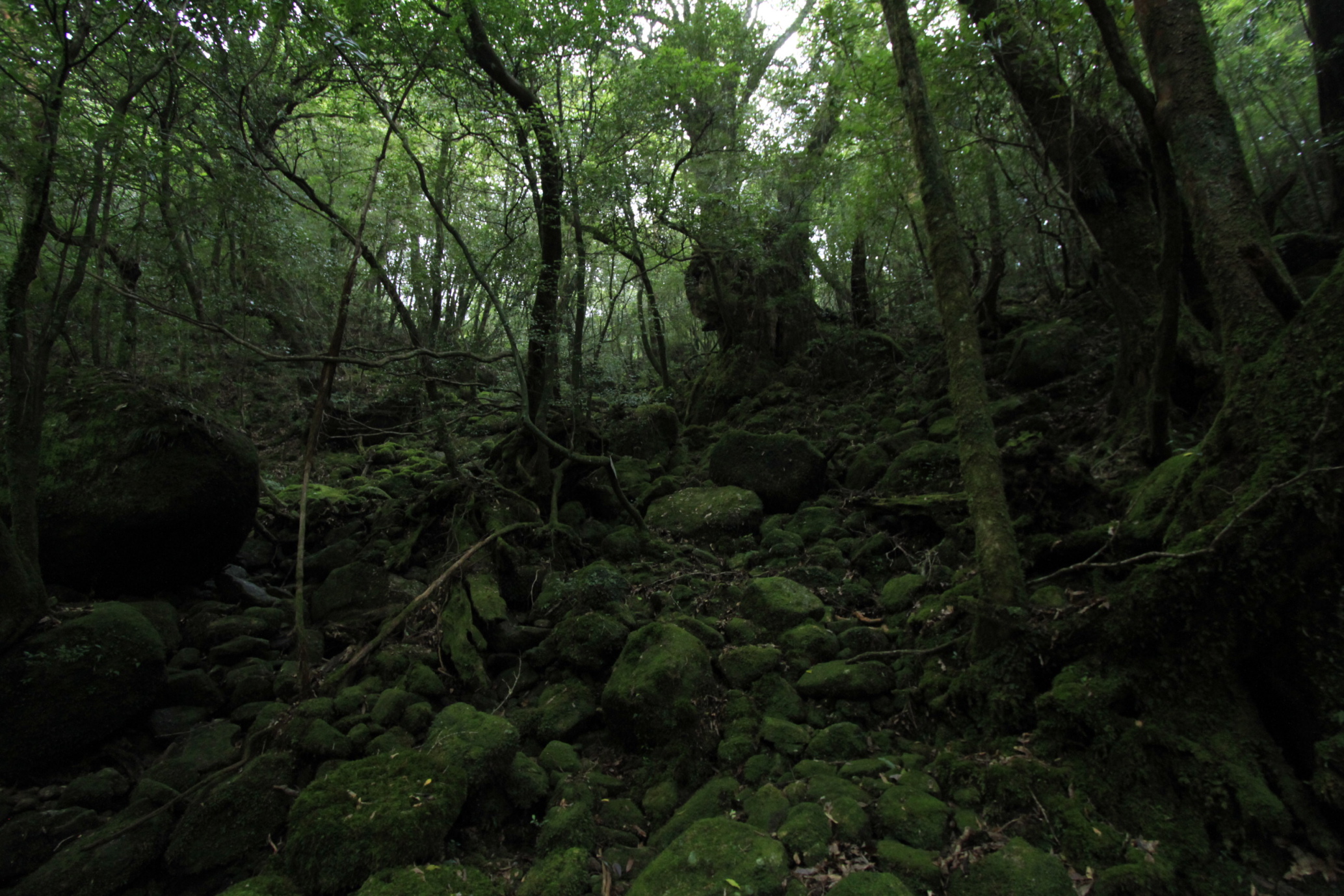 http://greenmessenger-yakushima.com/blog/20130909_0020656.JPG