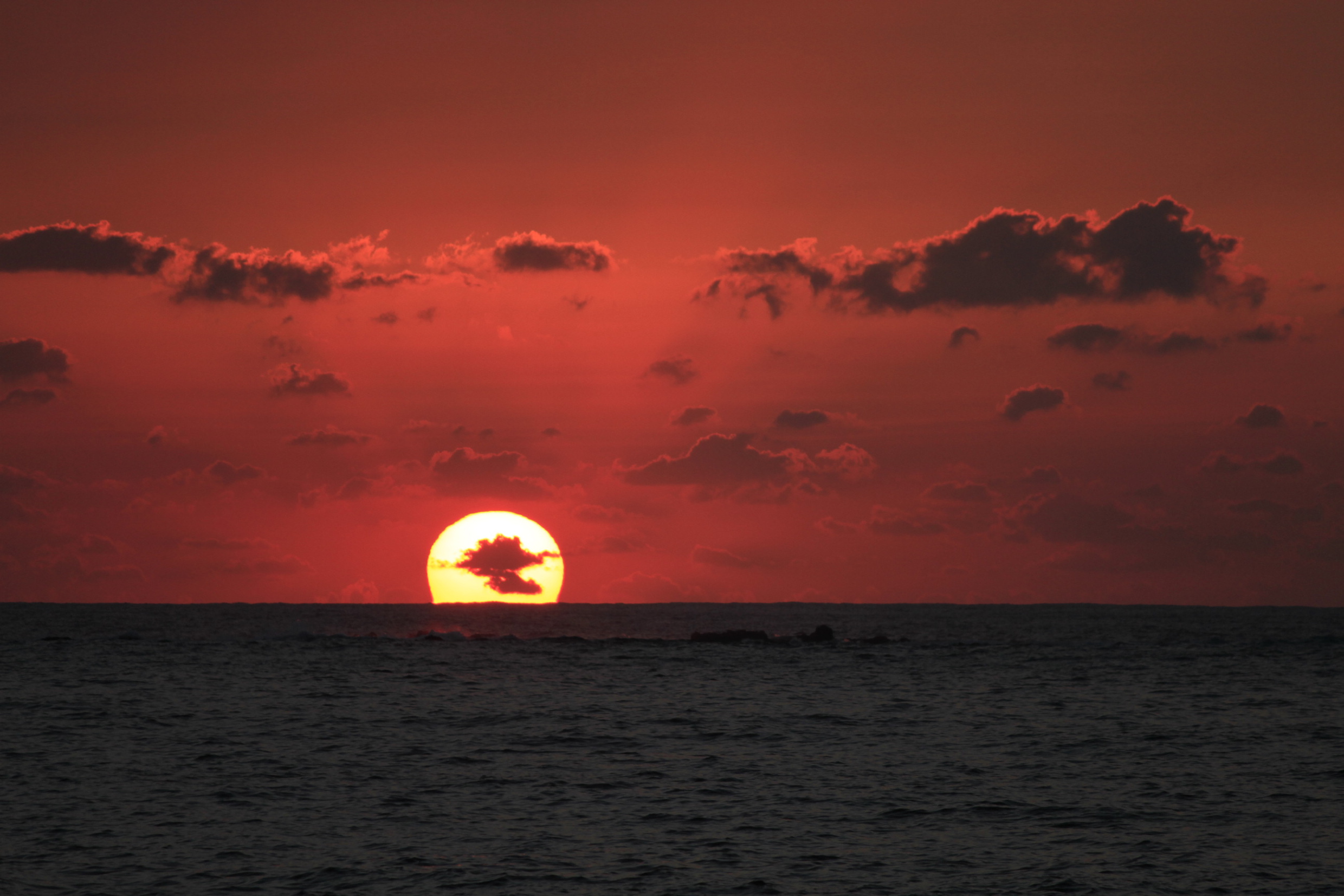 http://greenmessenger-yakushima.com/blog/20131021_0022123.JPG