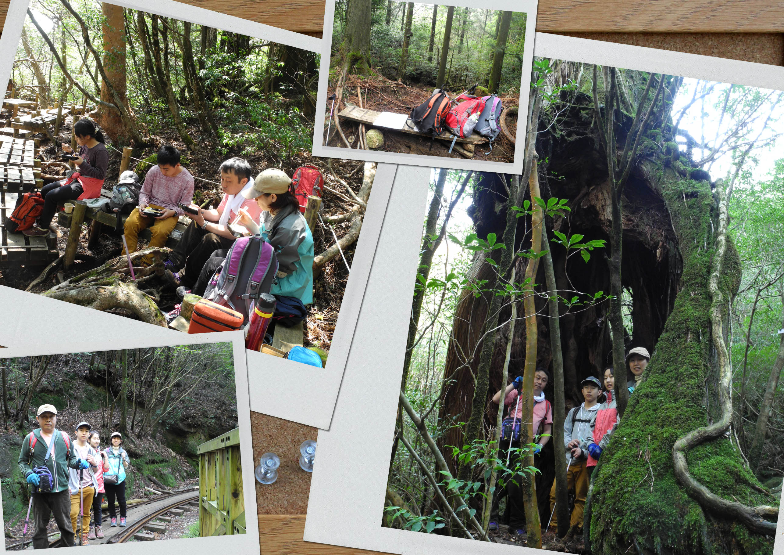 http://greenmessenger-yakushima.com/blog/20150320-1.jpg