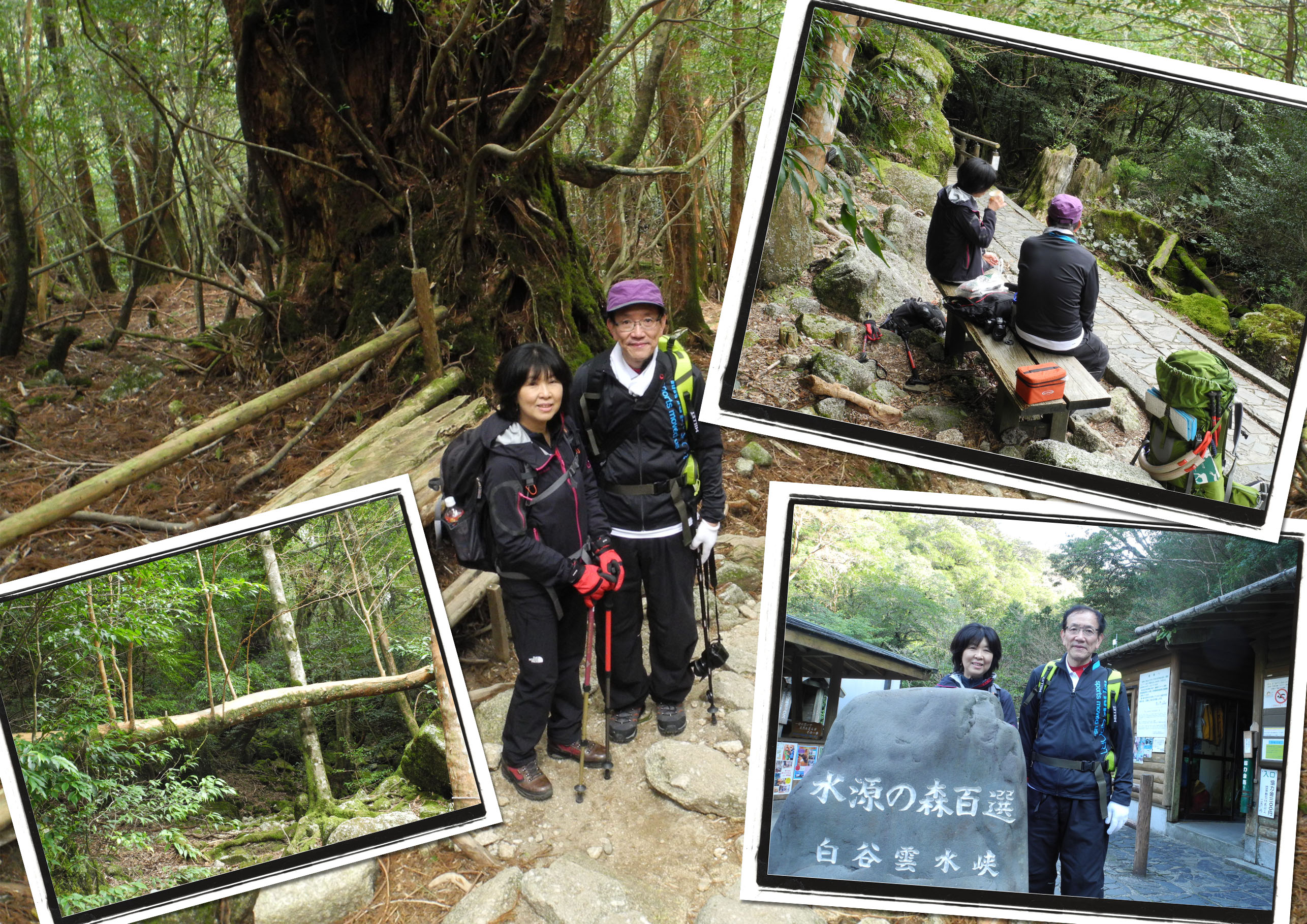 http://greenmessenger-yakushima.com/blog/20150325.jpg