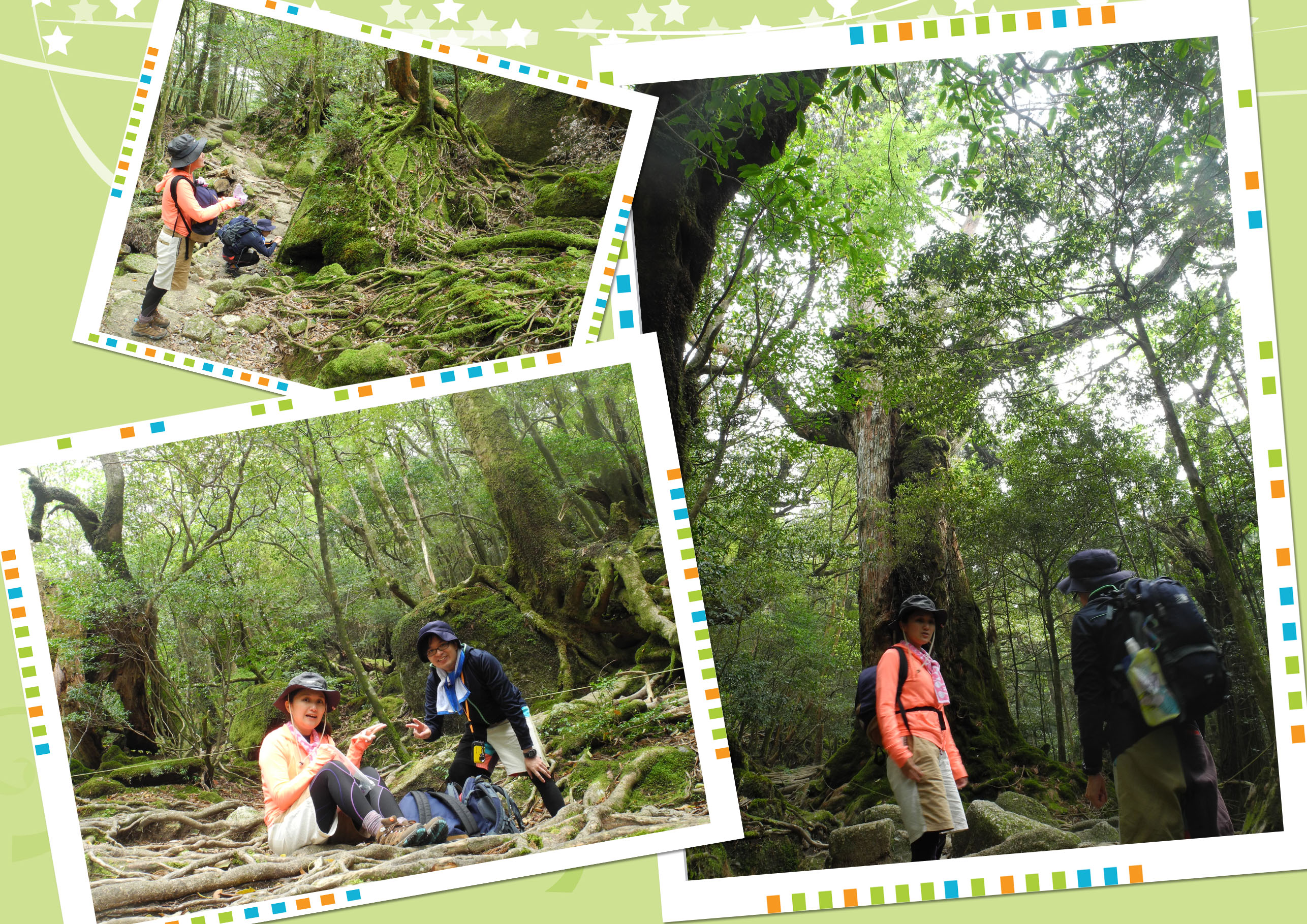 http://greenmessenger-yakushima.com/blog/20150424.jpg