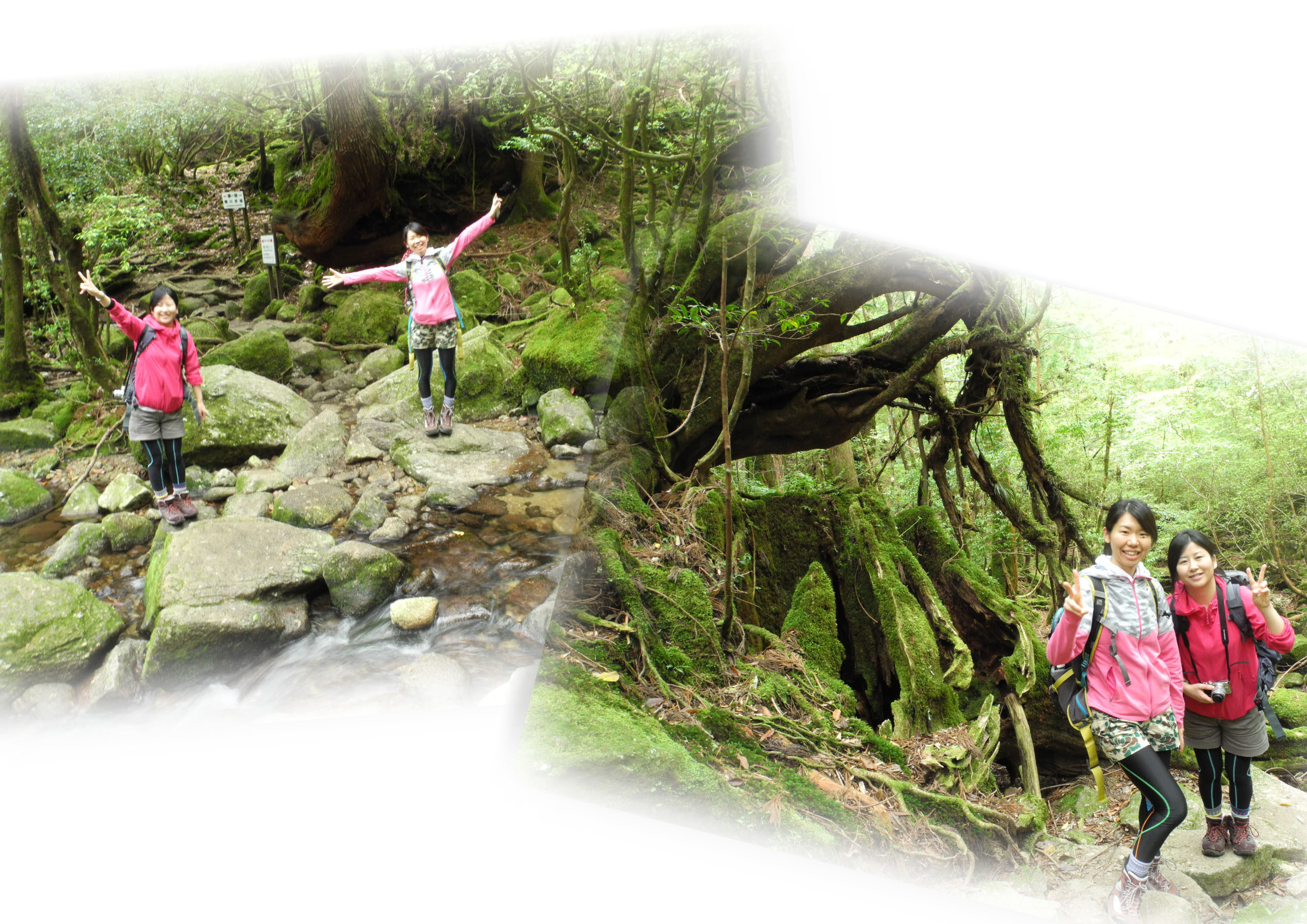 http://greenmessenger-yakushima.com/blog/20150506-2.jpg