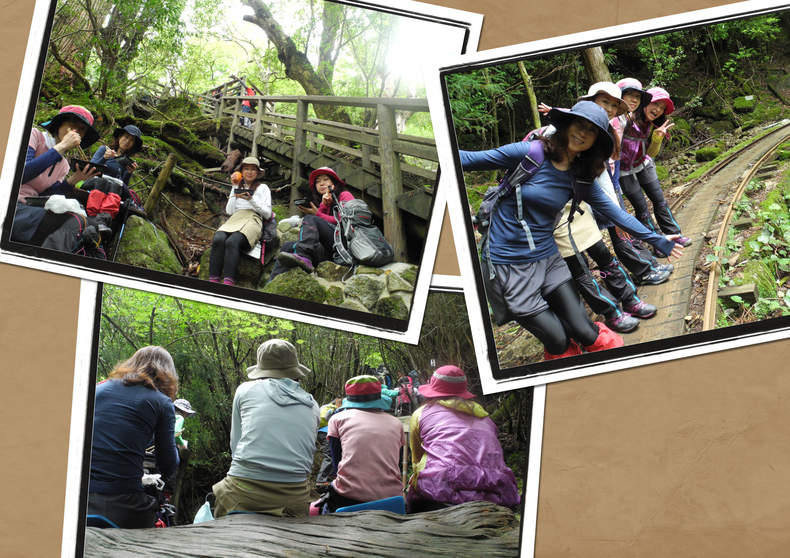 http://greenmessenger-yakushima.com/blog/20150517-2.jpg