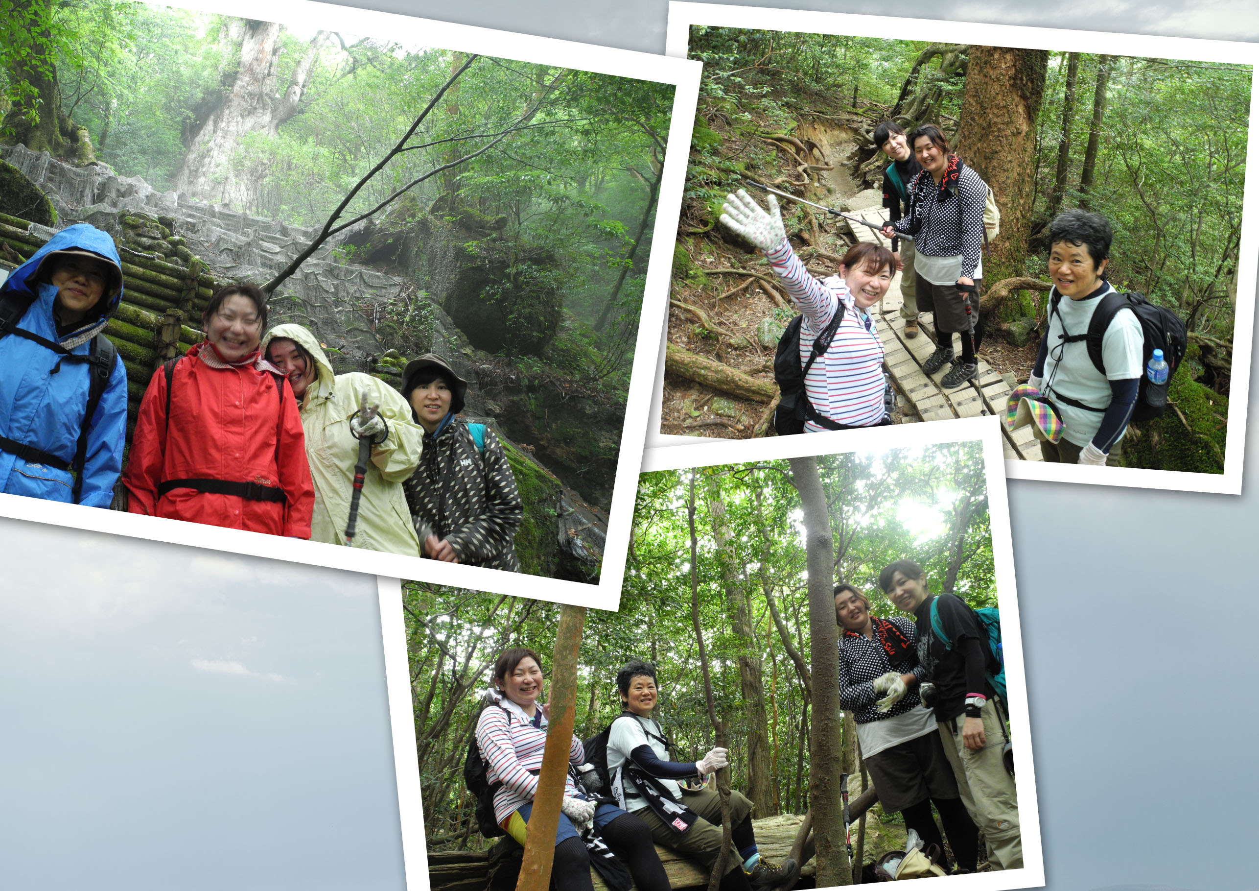 http://greenmessenger-yakushima.com/blog/20150528.jpg