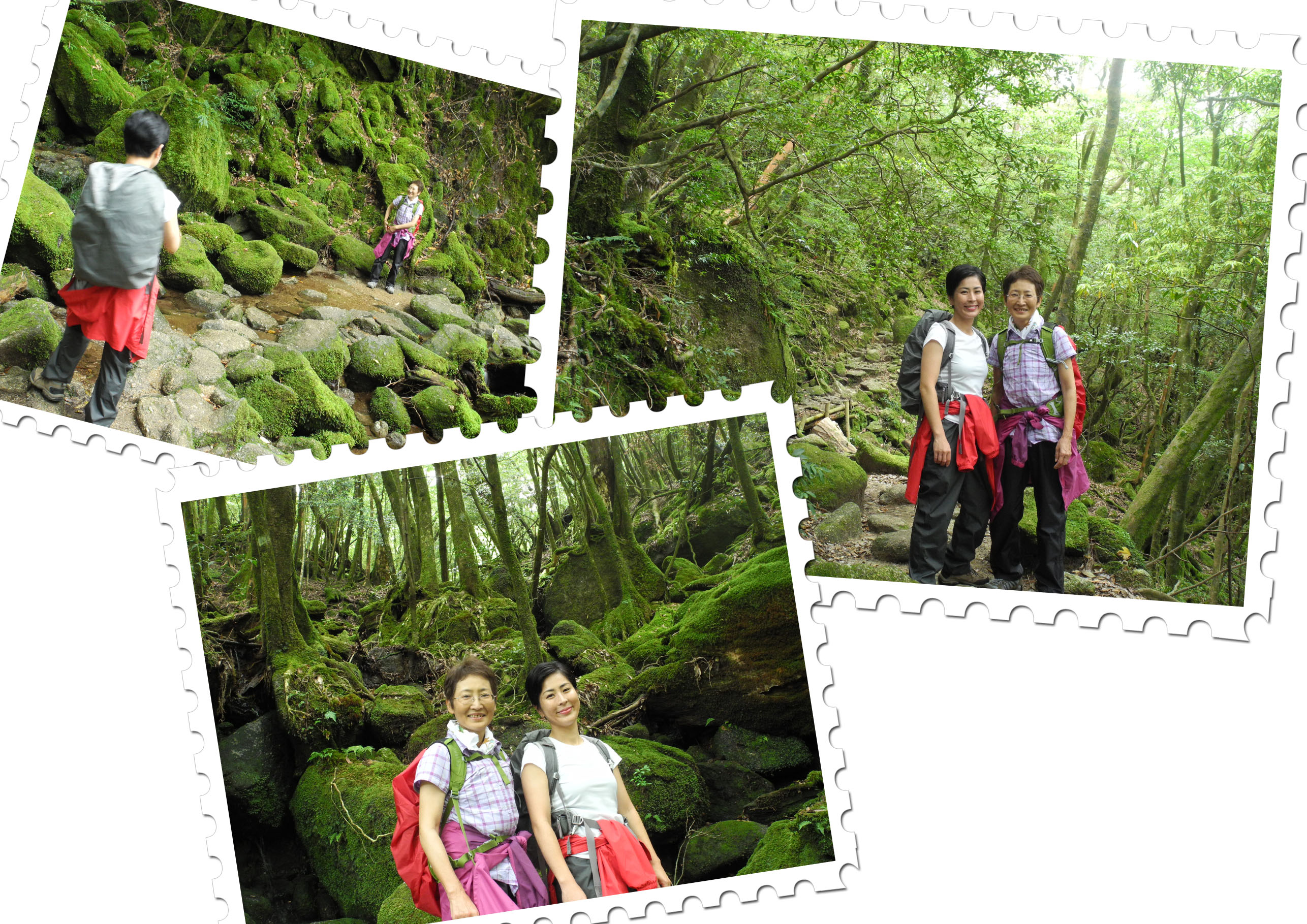 http://greenmessenger-yakushima.com/blog/20150607-1.jpg