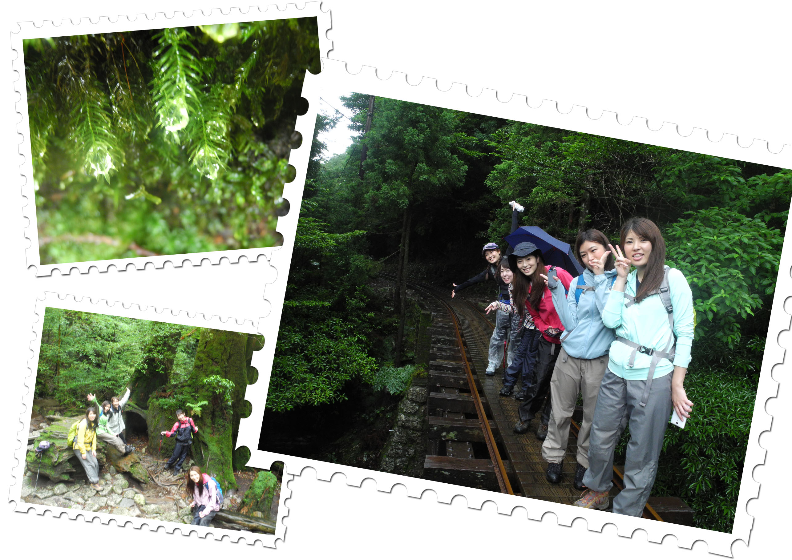 http://greenmessenger-yakushima.com/blog/20150701-3.jpg