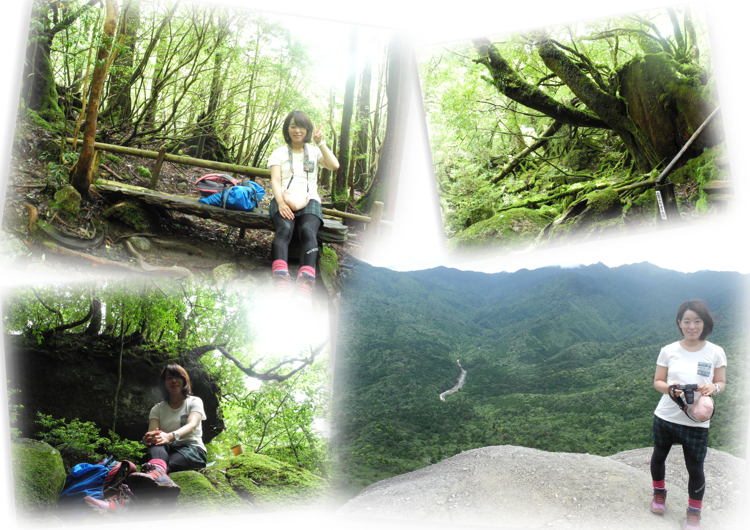 http://greenmessenger-yakushima.com/blog/20150707-2.jpg