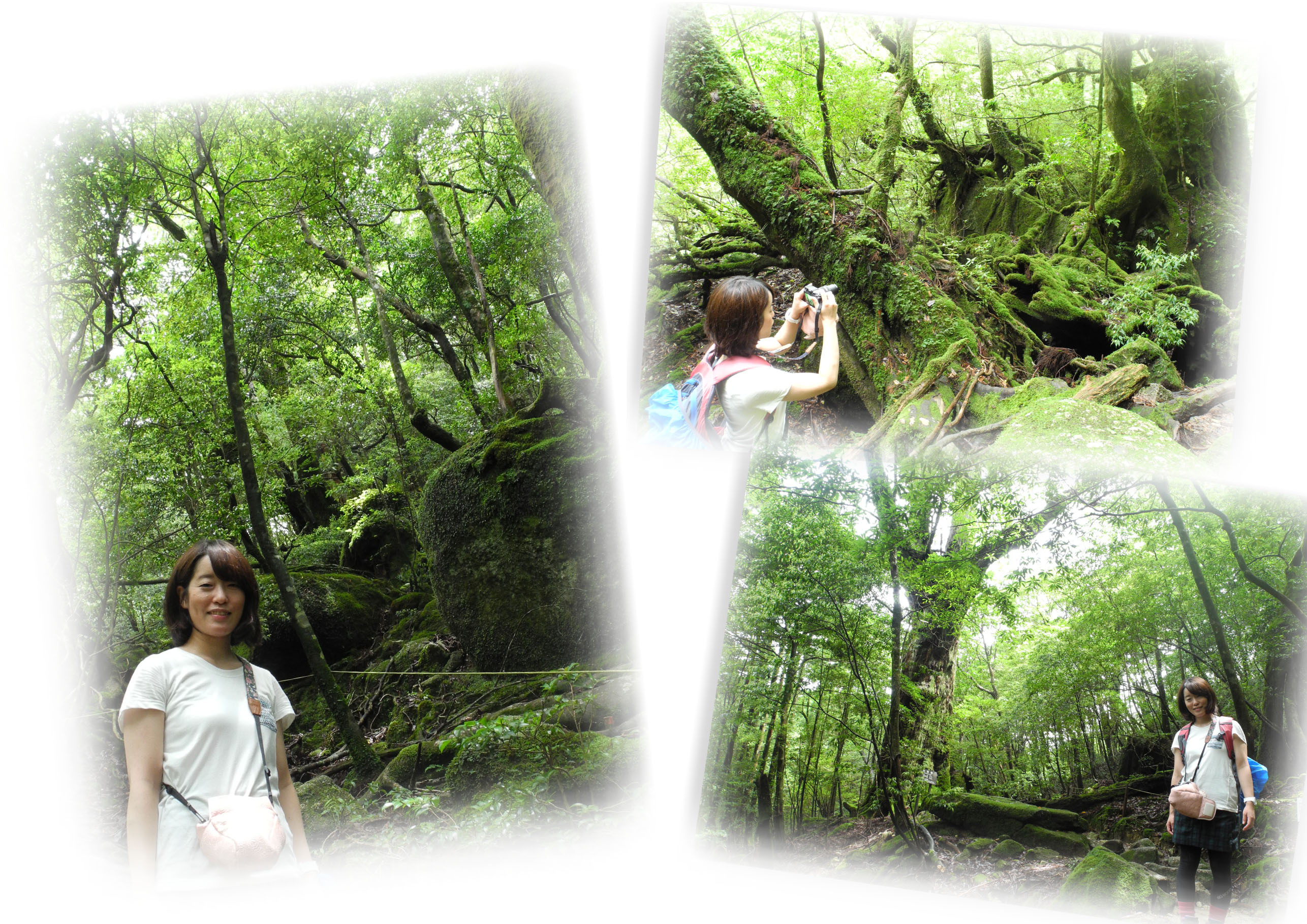 http://greenmessenger-yakushima.com/blog/20150707.jpg